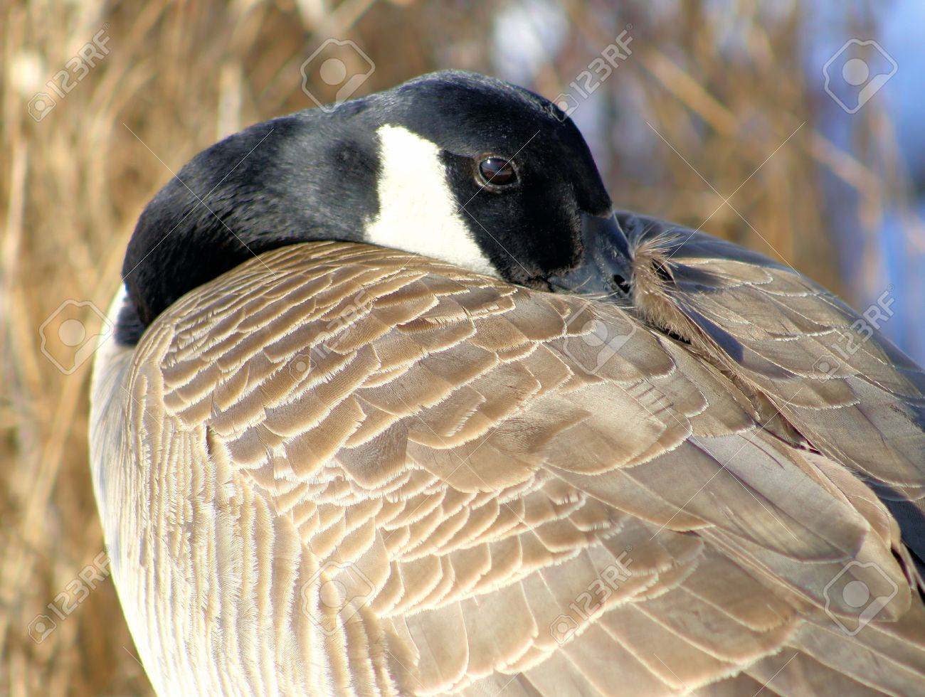 canada goose feather
