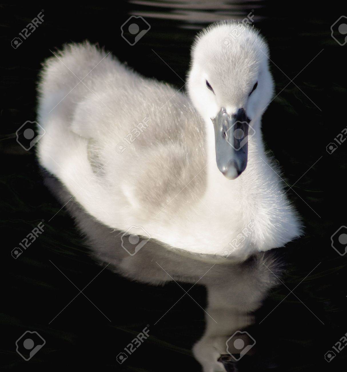 Bebe Cisne Blanco Y Negro Fotos Retratos Imagenes Y Fotografia