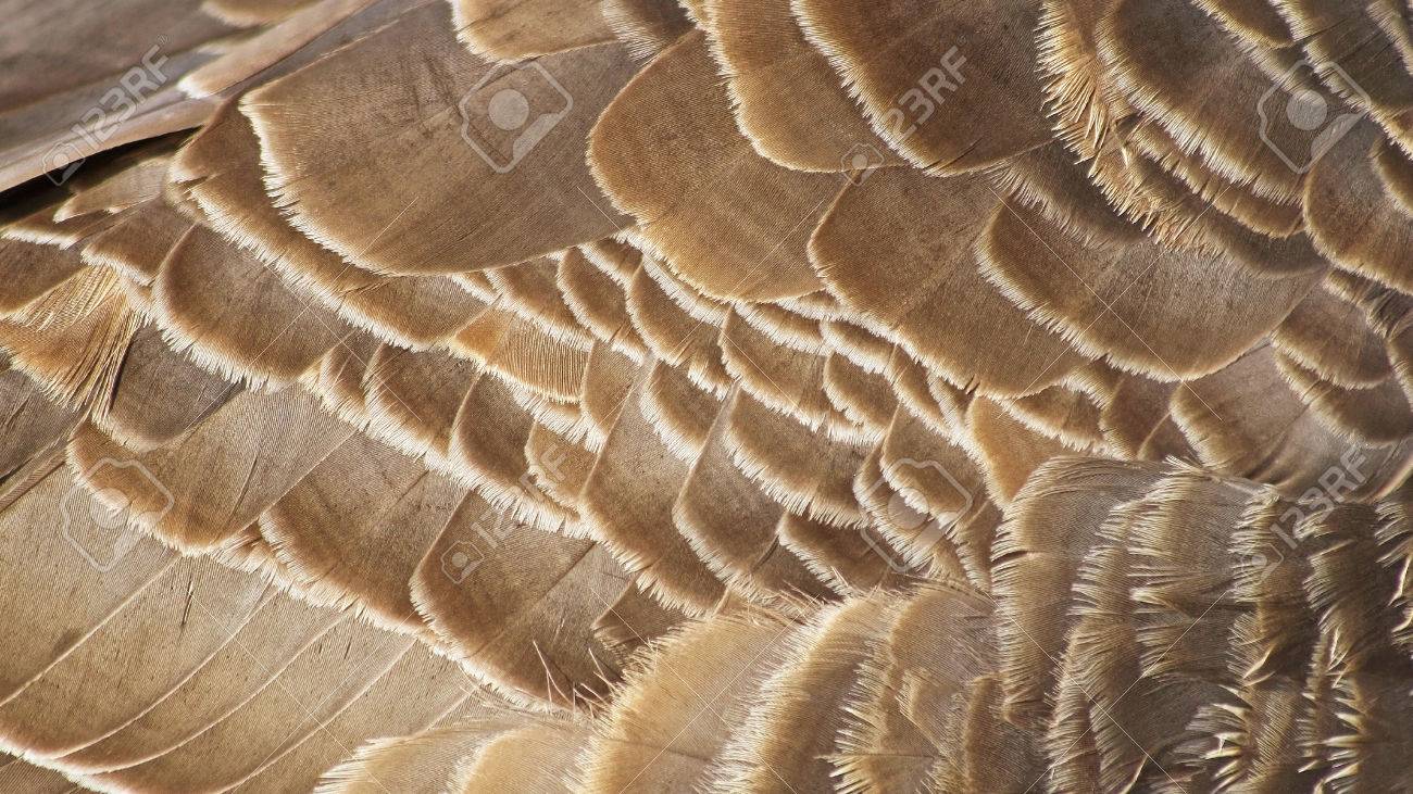 canada goose real feathers canada goose real feathers