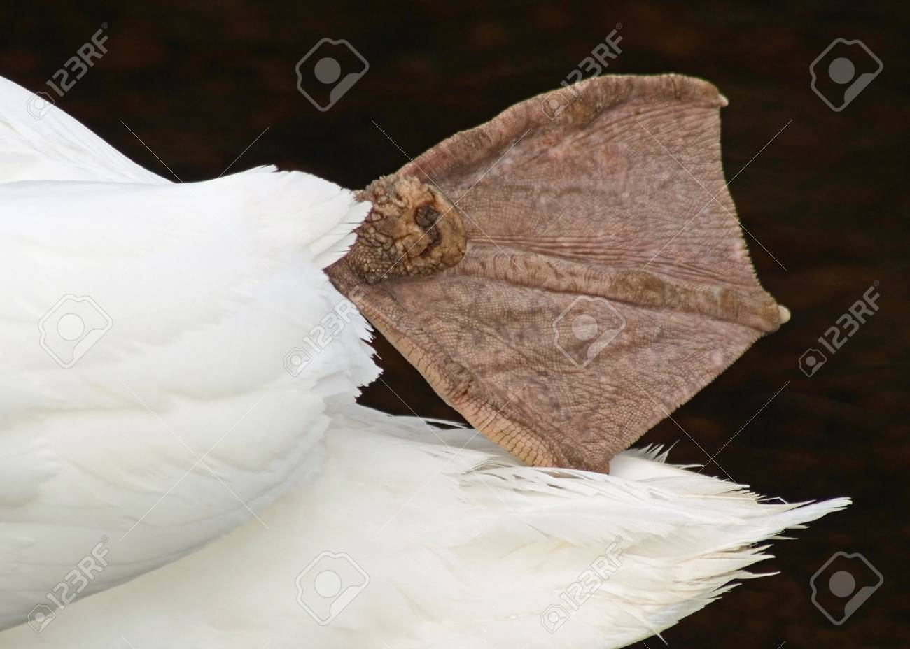 大人のコブハクチョウの水かきのある足のクローズ アップ の写真素材 画像素材 Image 4628