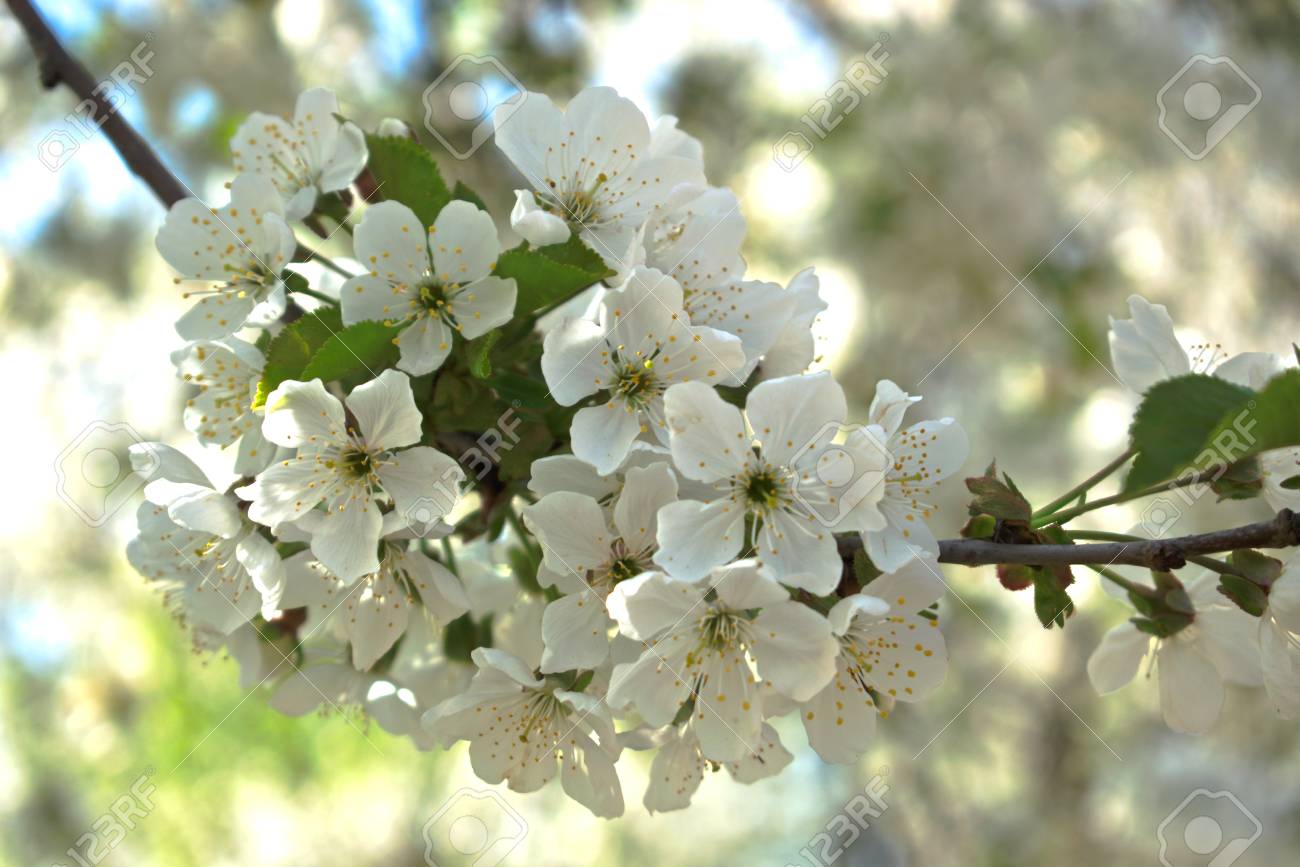Gros Plan De Fleurs De Cerisier Blanc