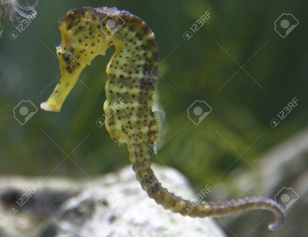 かわいいタツノオトシゴ の写真素材 画像素材 Image かわいいタツノオトシゴ の写真素材 画像素材 Image