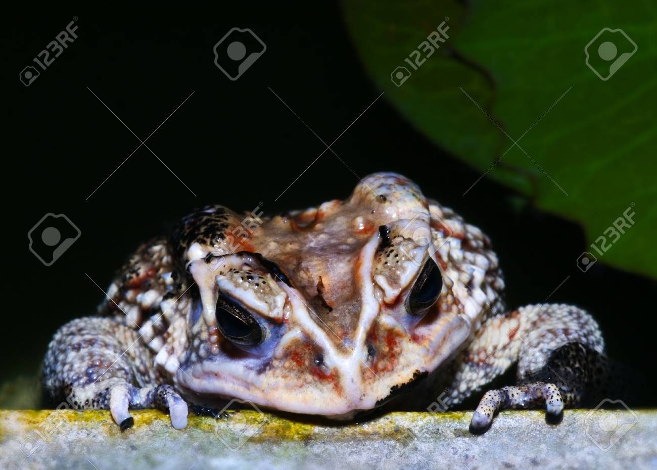 etiam-dictum-ipsum-a-felis