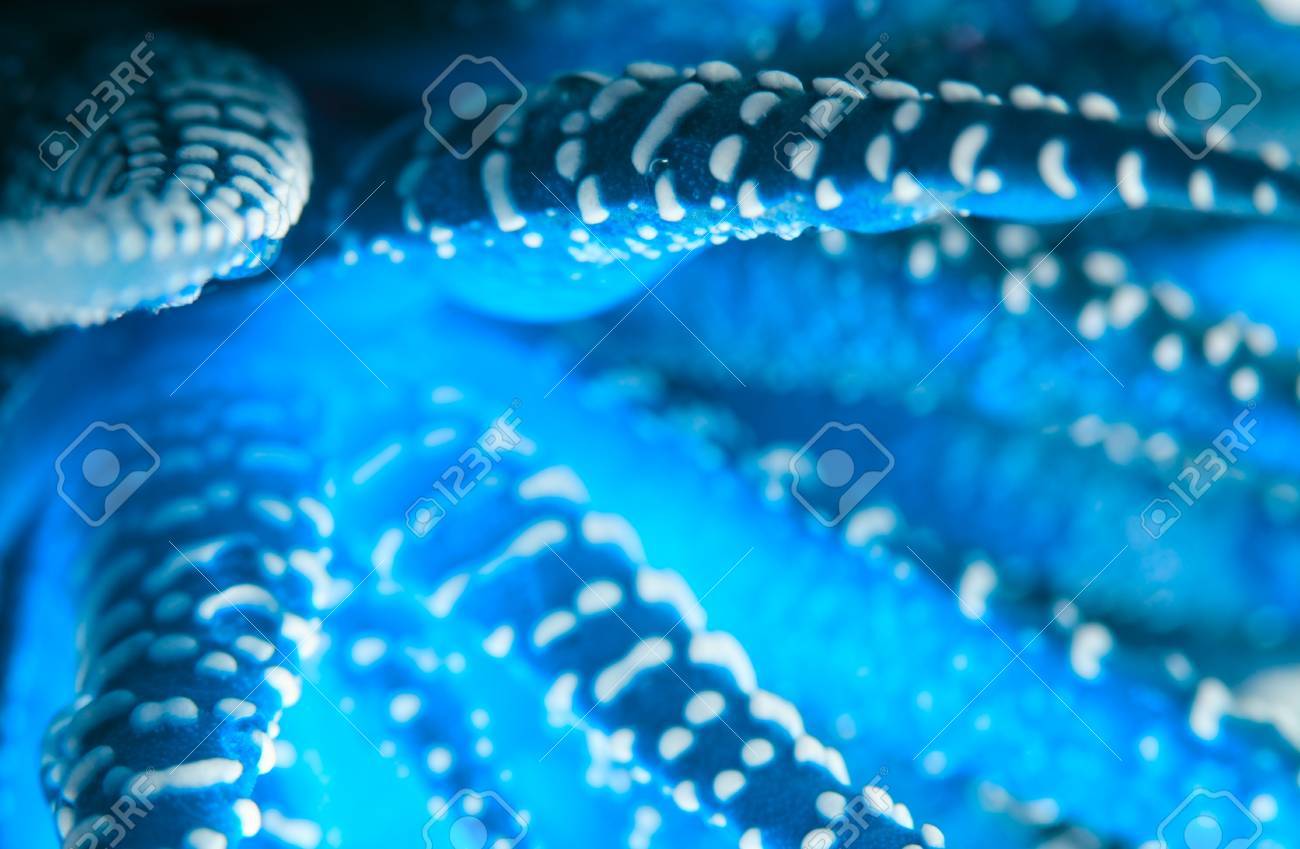 青い海の生き物をましょう 実際には このアロエ の写真素材 画像素材 Image 11151887