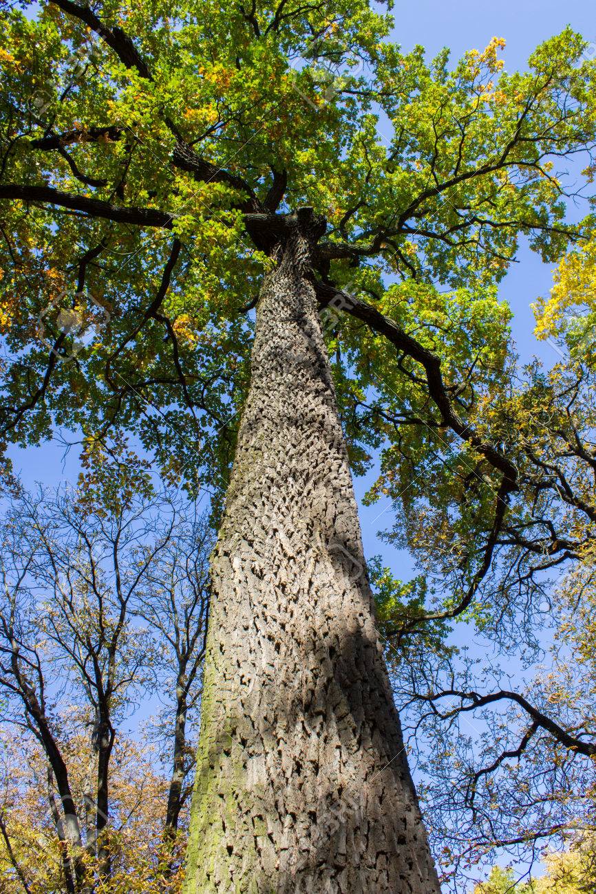 背の高い木の幹 の写真素材 画像素材 Image