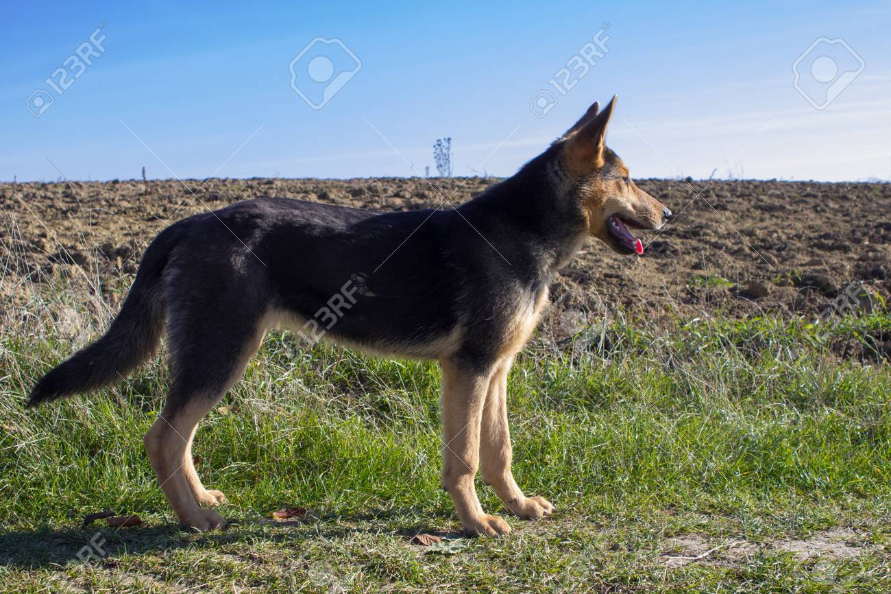 german shepherd standing
