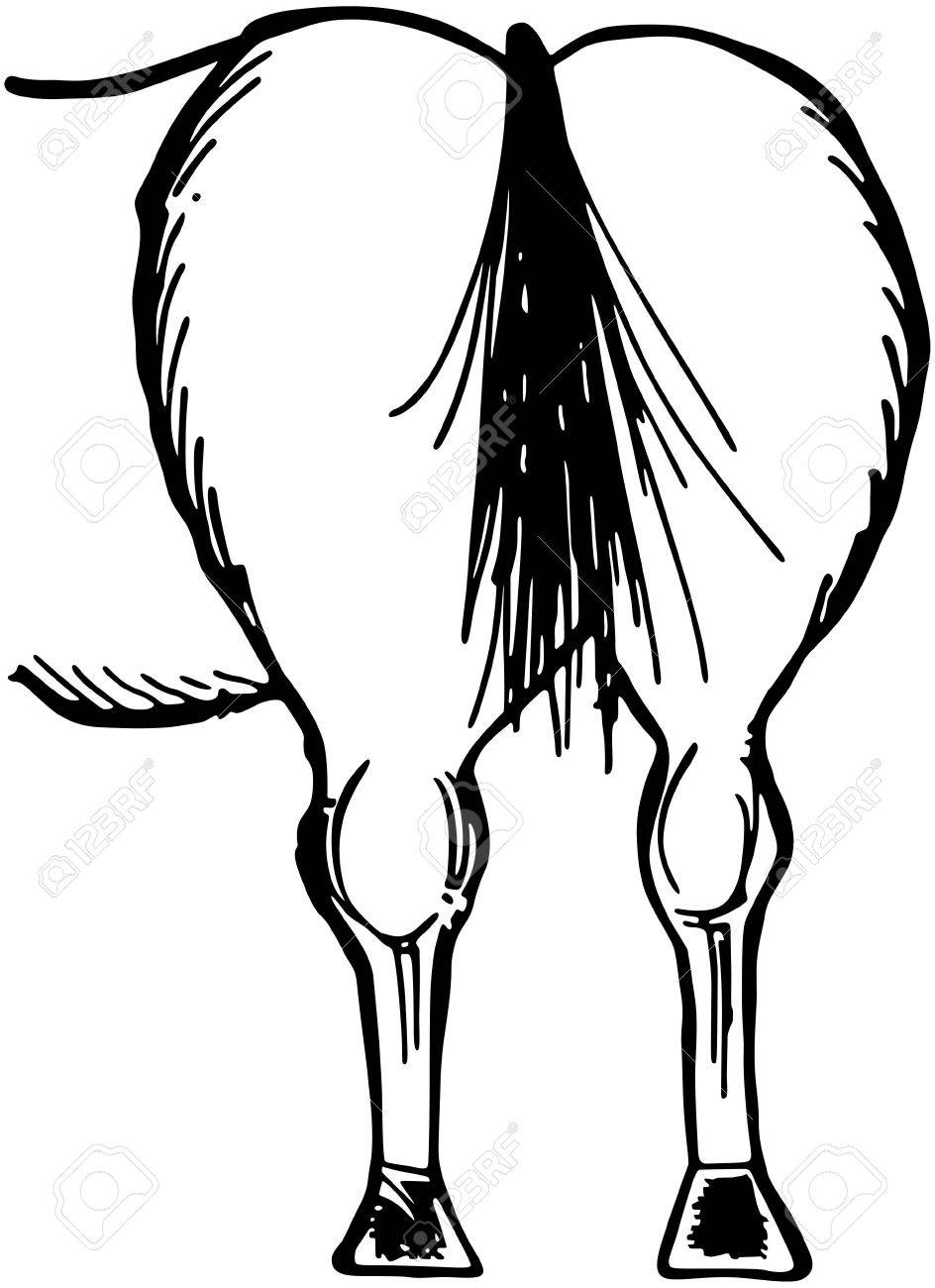 Horse Rear End Royalty Free Cliparts, Vectors, And Stock Illustration.  Image 28337284.