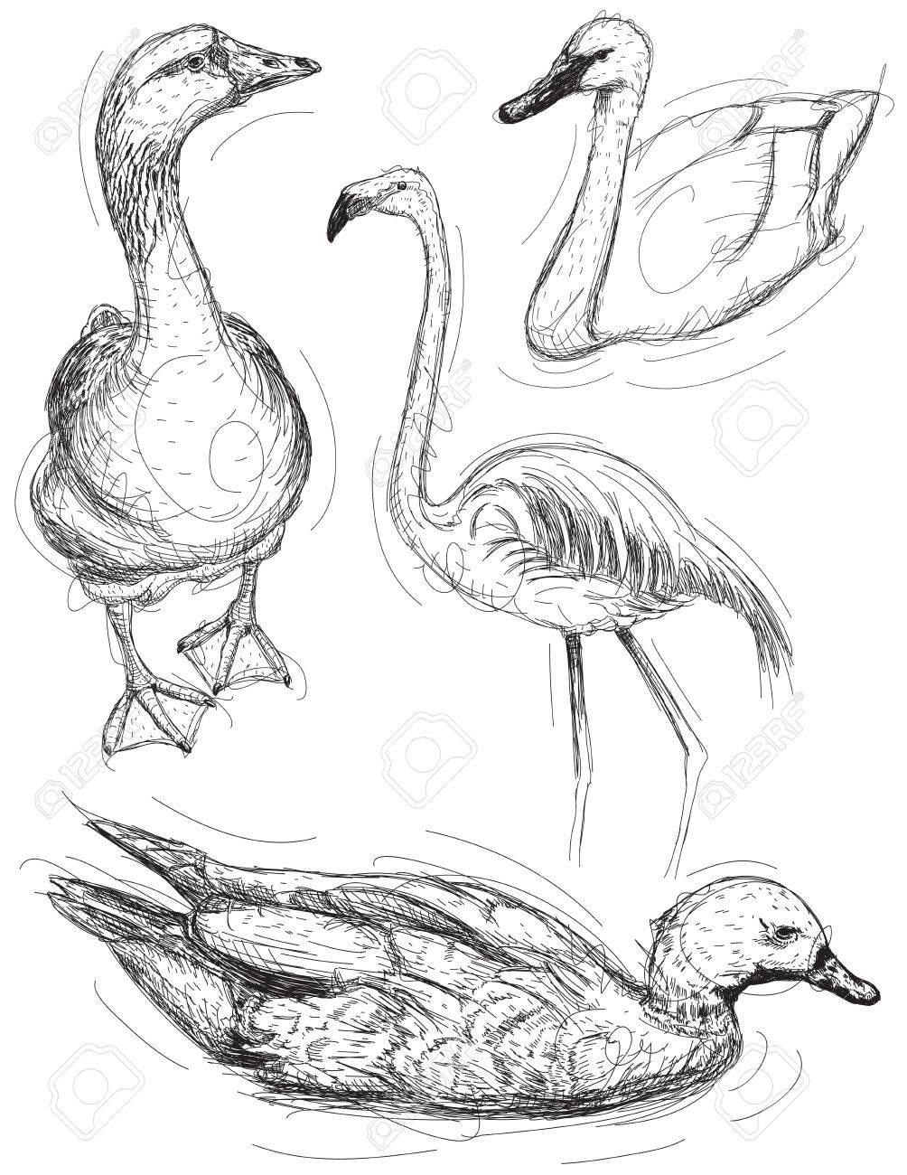water bird sketches a