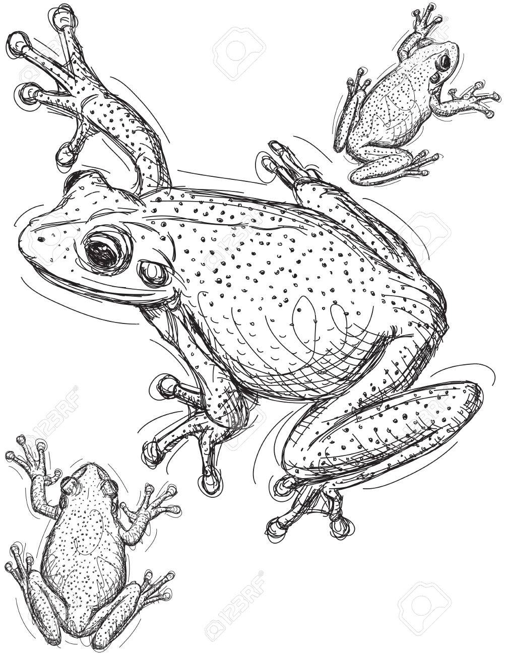 カエルのスケッチのイラスト素材・ベクター Image 43852122