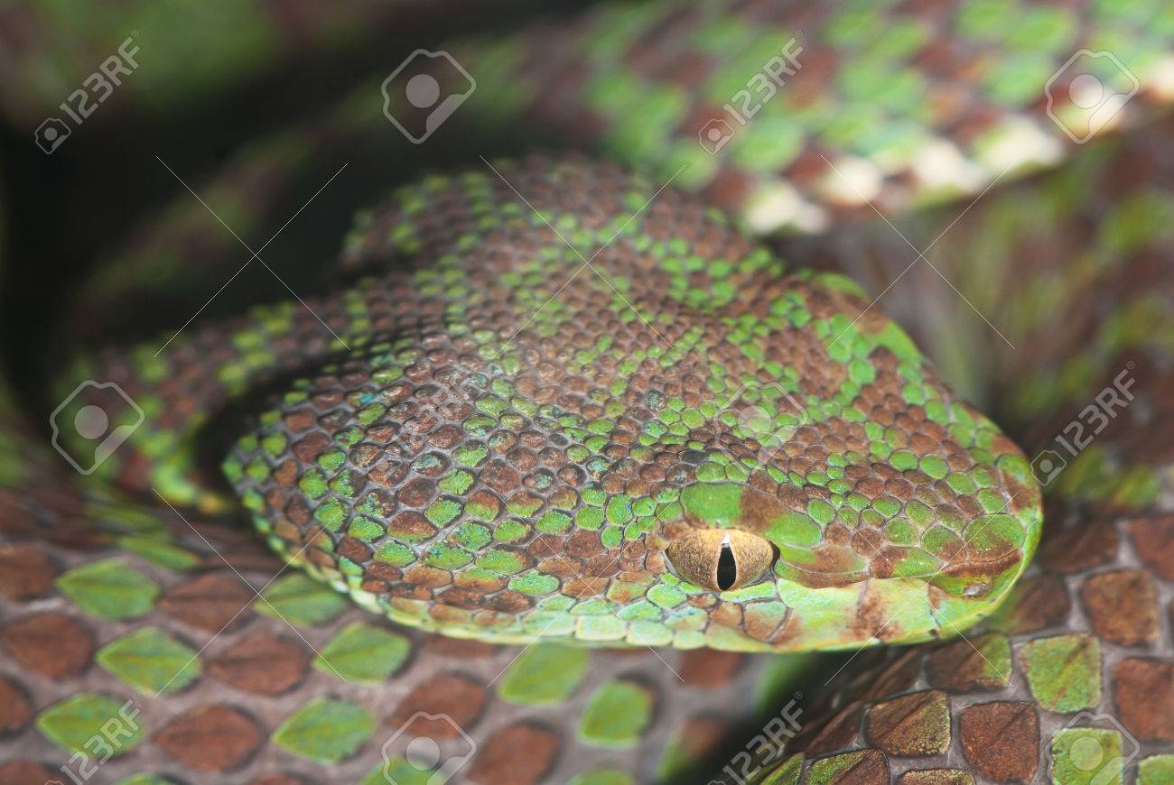 頭茶色緑毒ヘビのクローズ アップ の写真素材 画像素材 Image