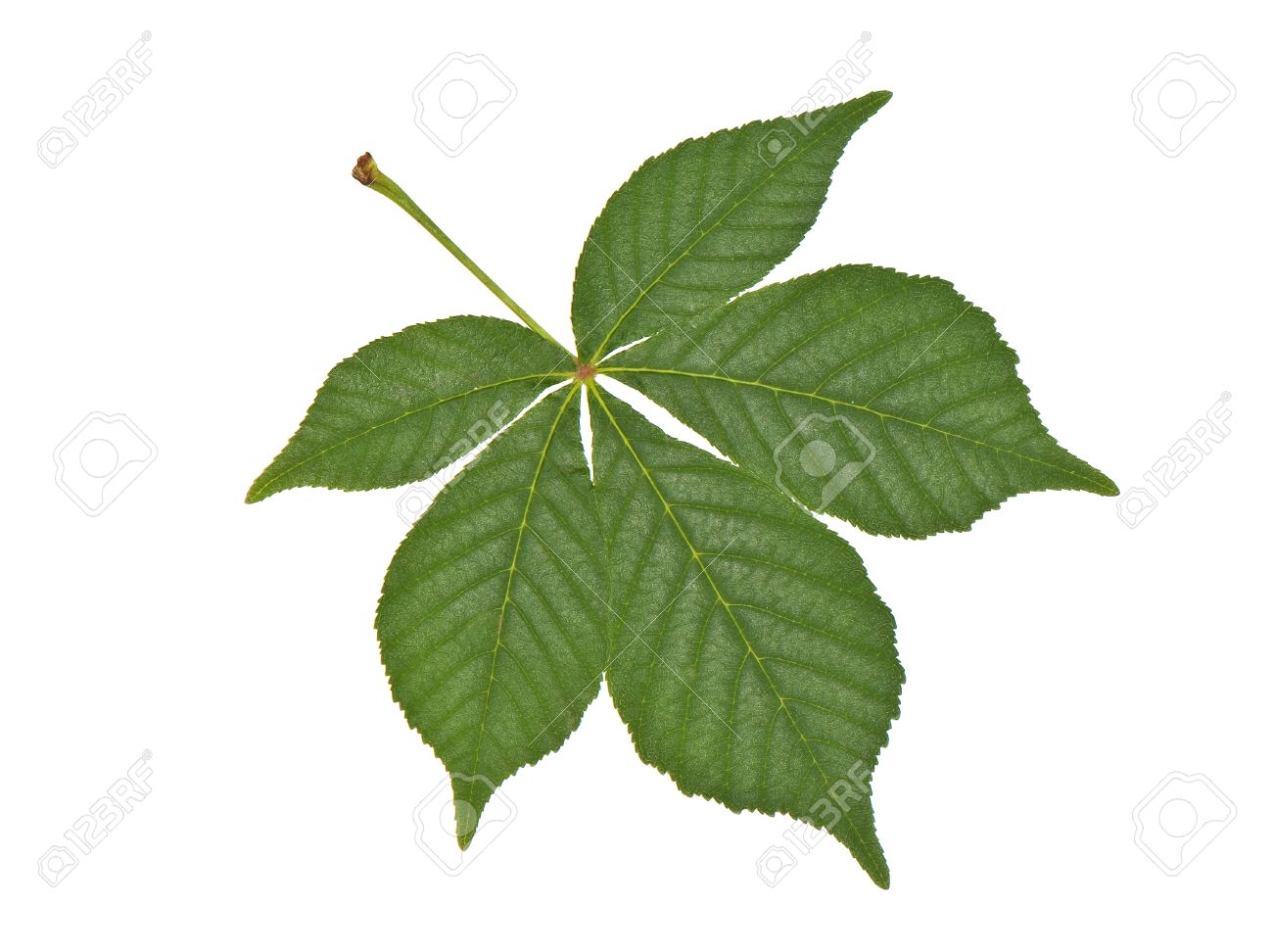 castaño de indias hoja castaño de indias hoja