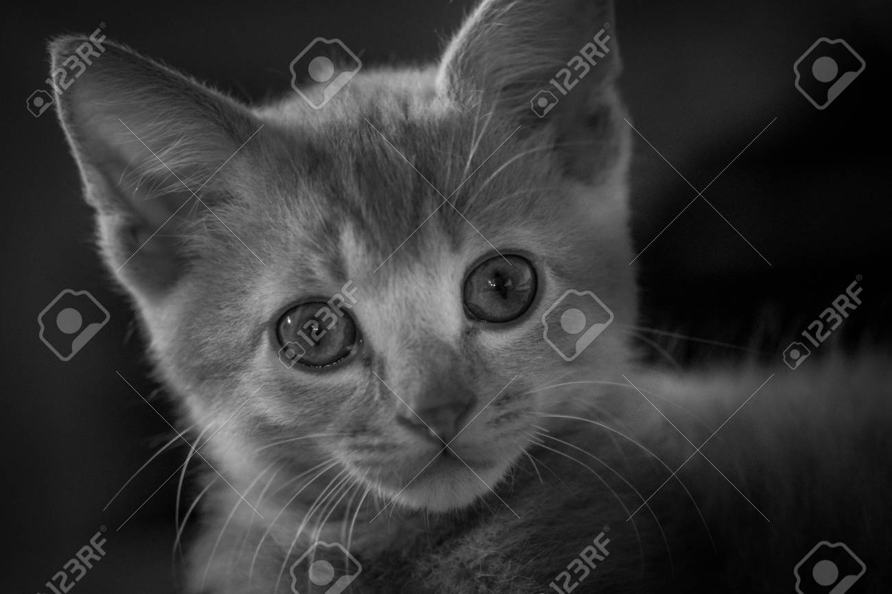 etiam-dictum-ipsum-a-felis