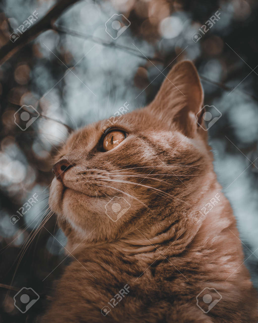 etiam-dictum-ipsum-a-felis