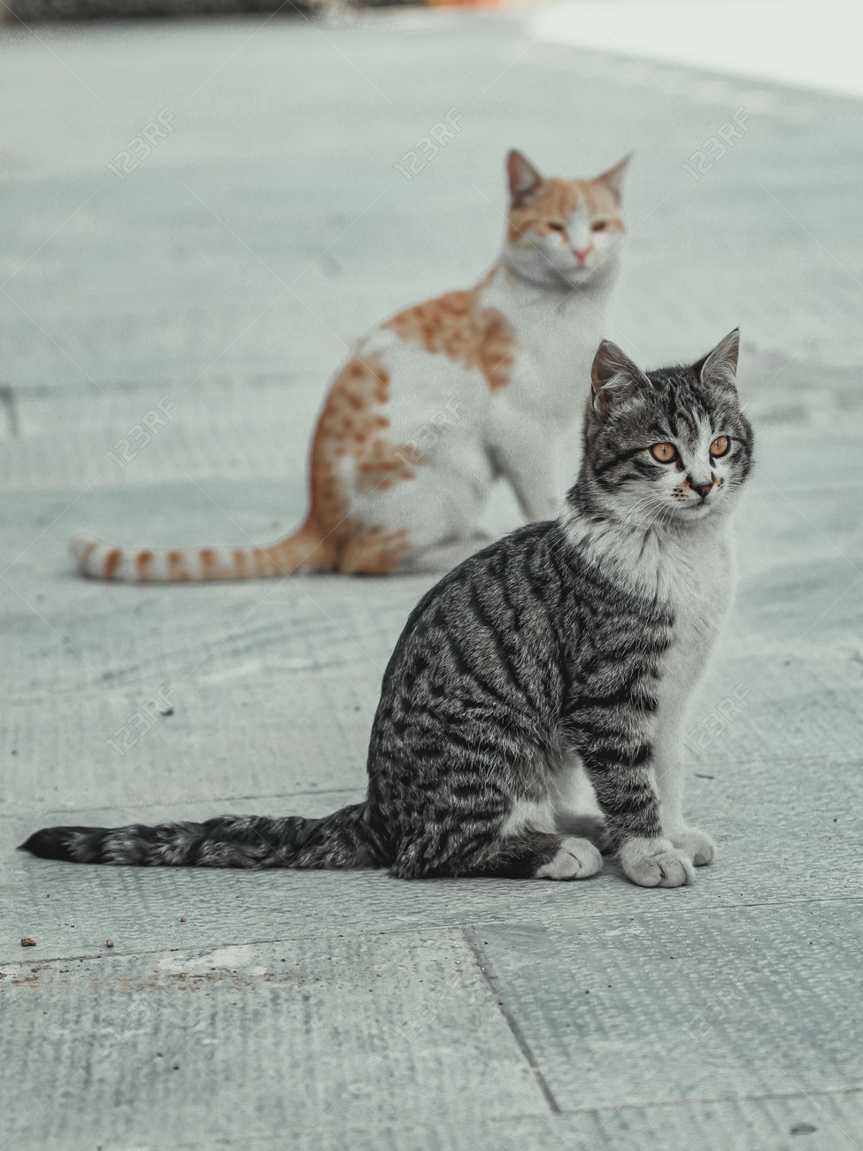 etiam-dictum-ipsum-a-felis