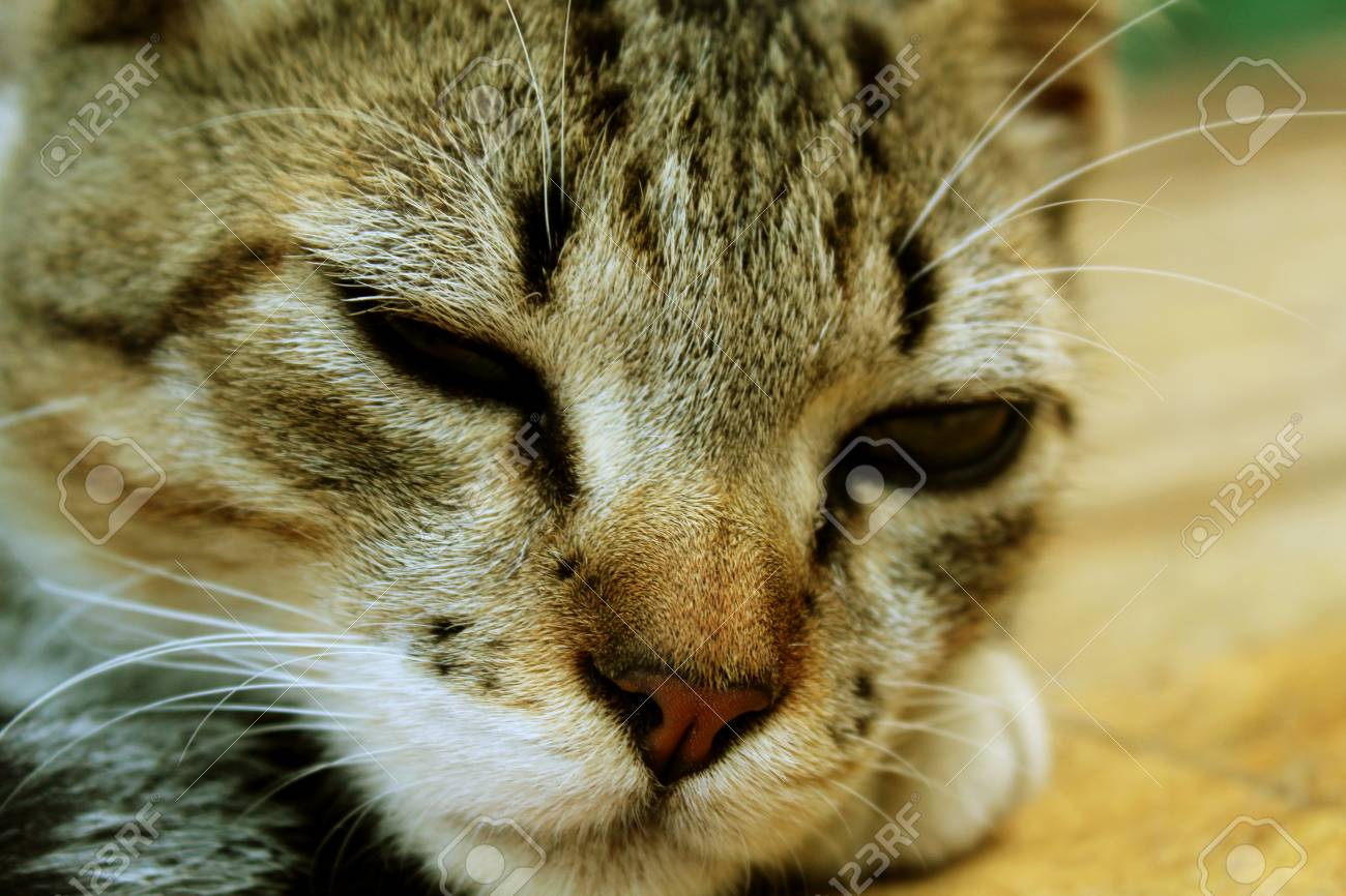 etiam-dictum-ipsum-a-felis