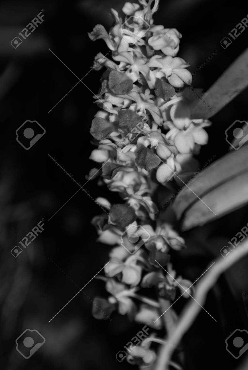 Schwarz Weiss Orchidee Blume Auf Blur Hintergrund Lizenzfreie Fotos Bilder Und Stock Fotografie Image