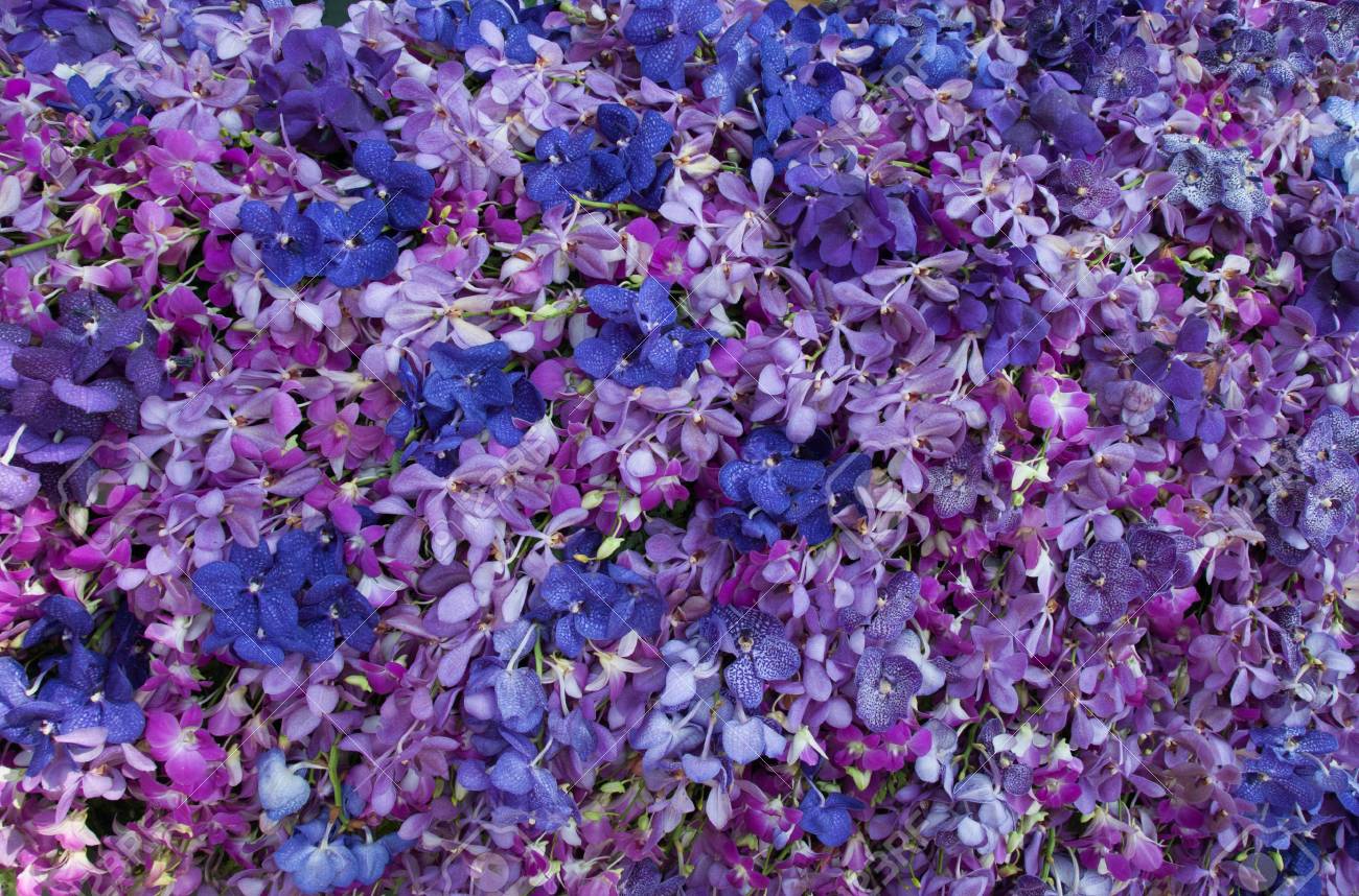 Blue Purple Orchid Blooms Cake Toppers Decoration Flowers Etsy Vanda Sansai Blue Orchid Flowers Under Sunshine Look Like Purple