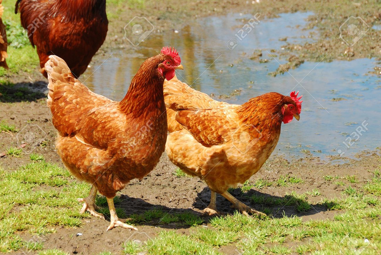 https://www.mshindoveterinarycentre.com/