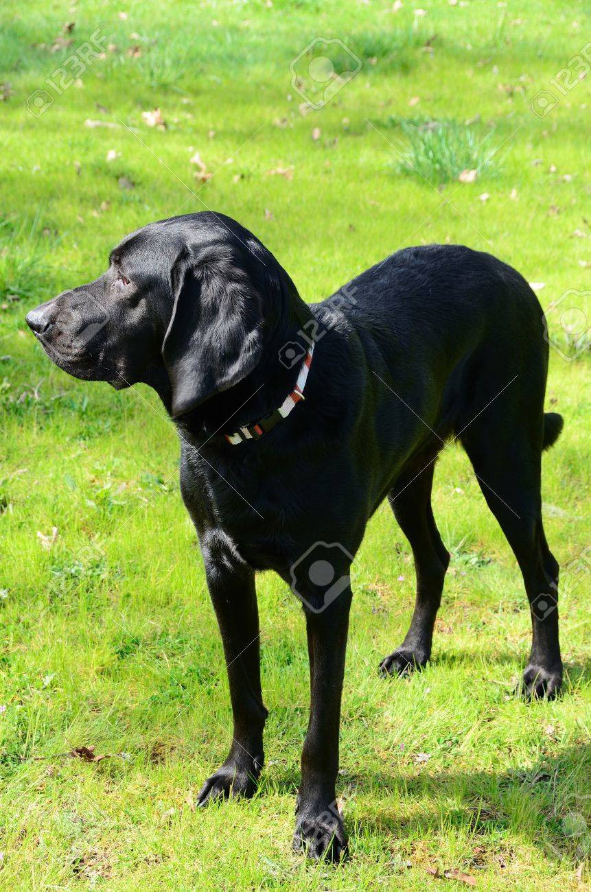 lab bloodhound puppies