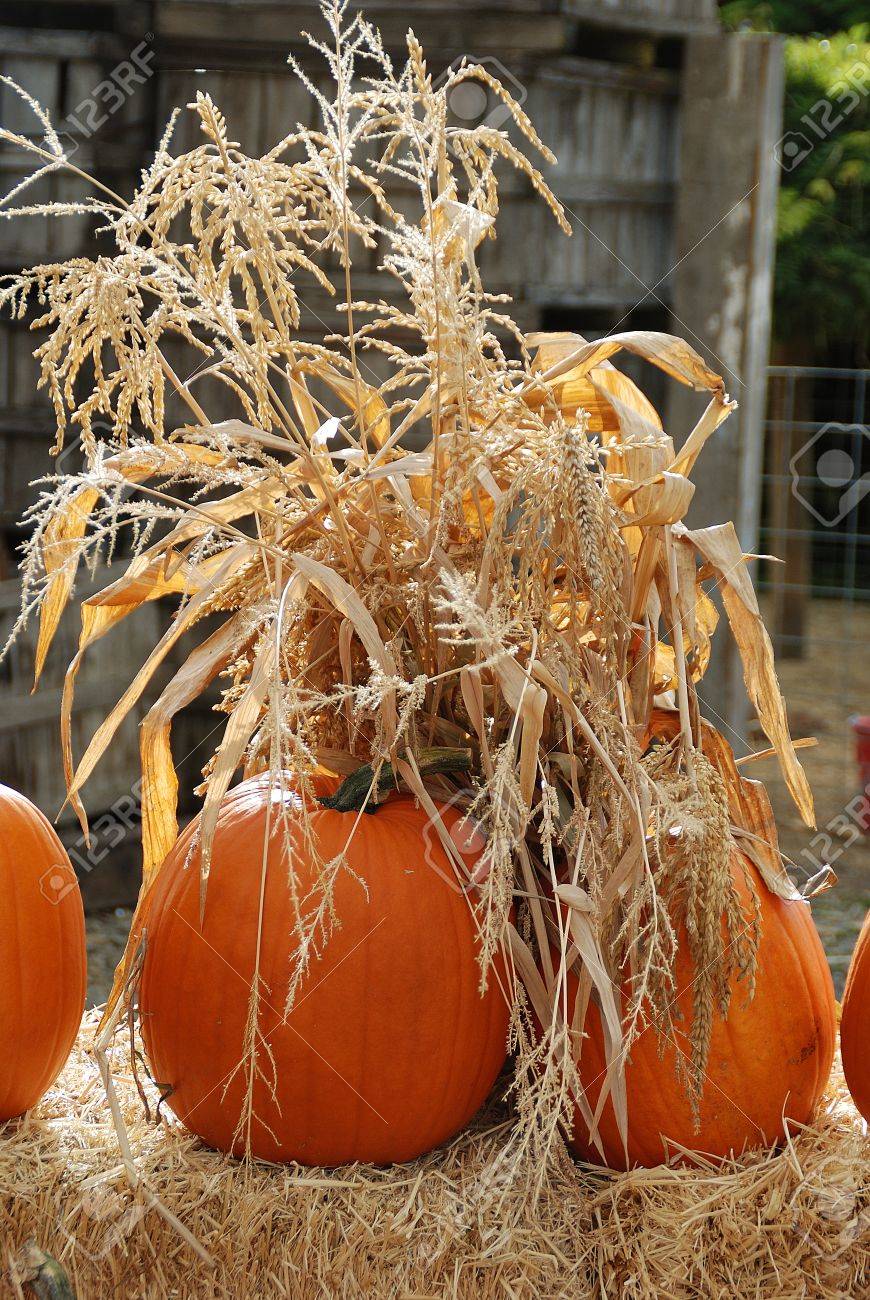 pumpkins and corn stalks halloween scenes found outside of a country farm jacksonville highway near - Halloween Corn Stalks pumpkins and corn stalks halloween scenes found outside of a country farm jacksonville highway near - Halloween Corn Stalks