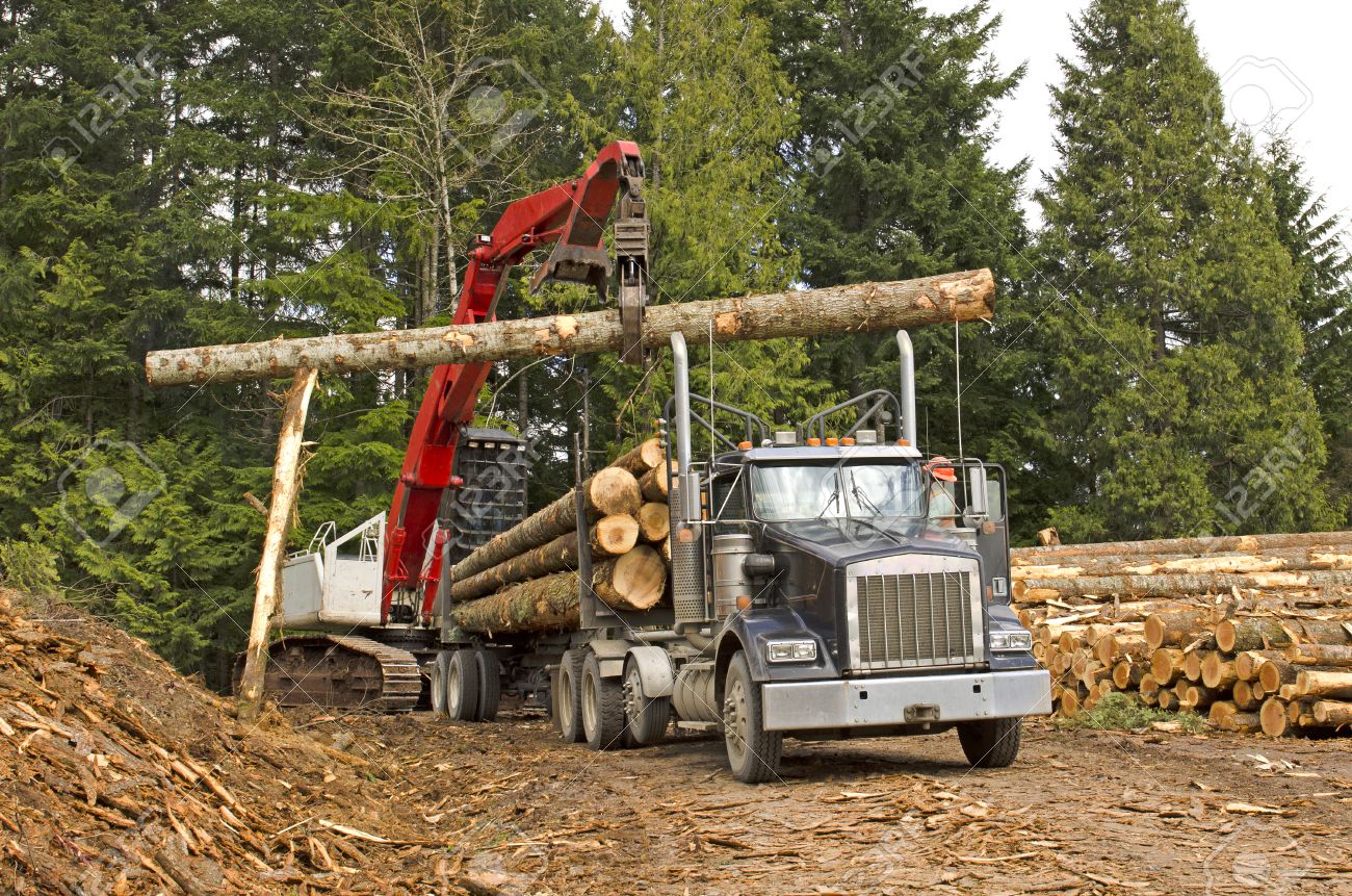 a log loader or forestry machine loads a log truck at the site