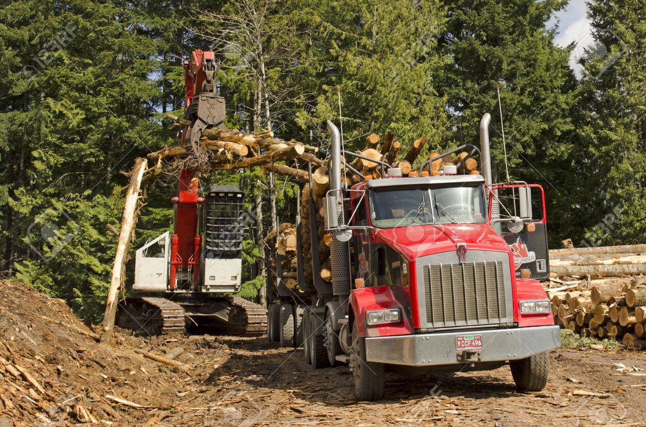 a log loader or forestry machine loads a log truck at the site