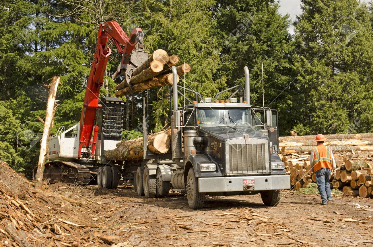 a log loader or forestry machine loads a log truck at the site