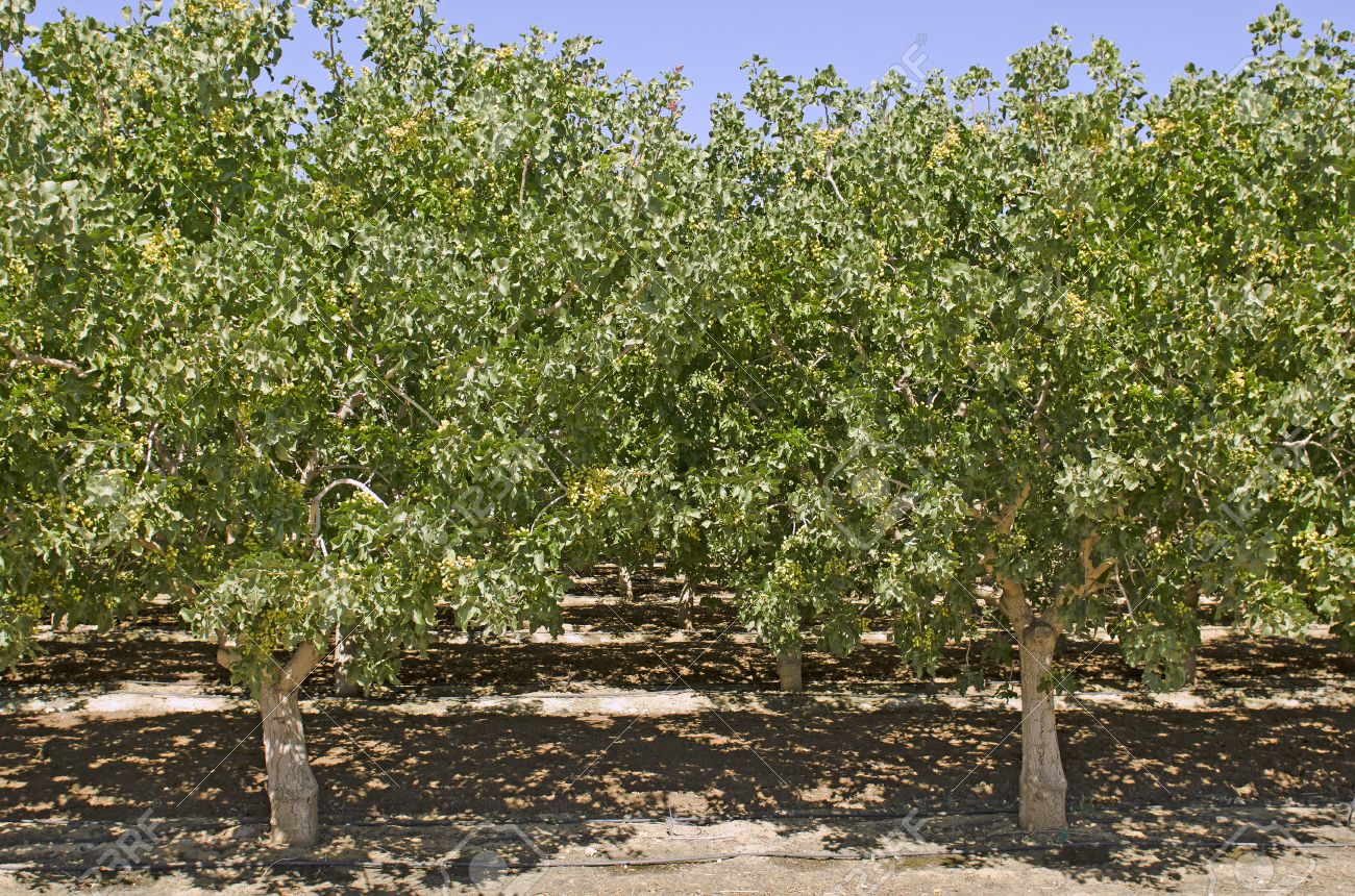 ピスタチオの産地中央カリフォルニアの果樹園の木に成長しています の写真素材 画像素材 Image ピスタチオの産地中央カリフォルニアの果樹園の木に成長しています の写真素材 画像素材 Image