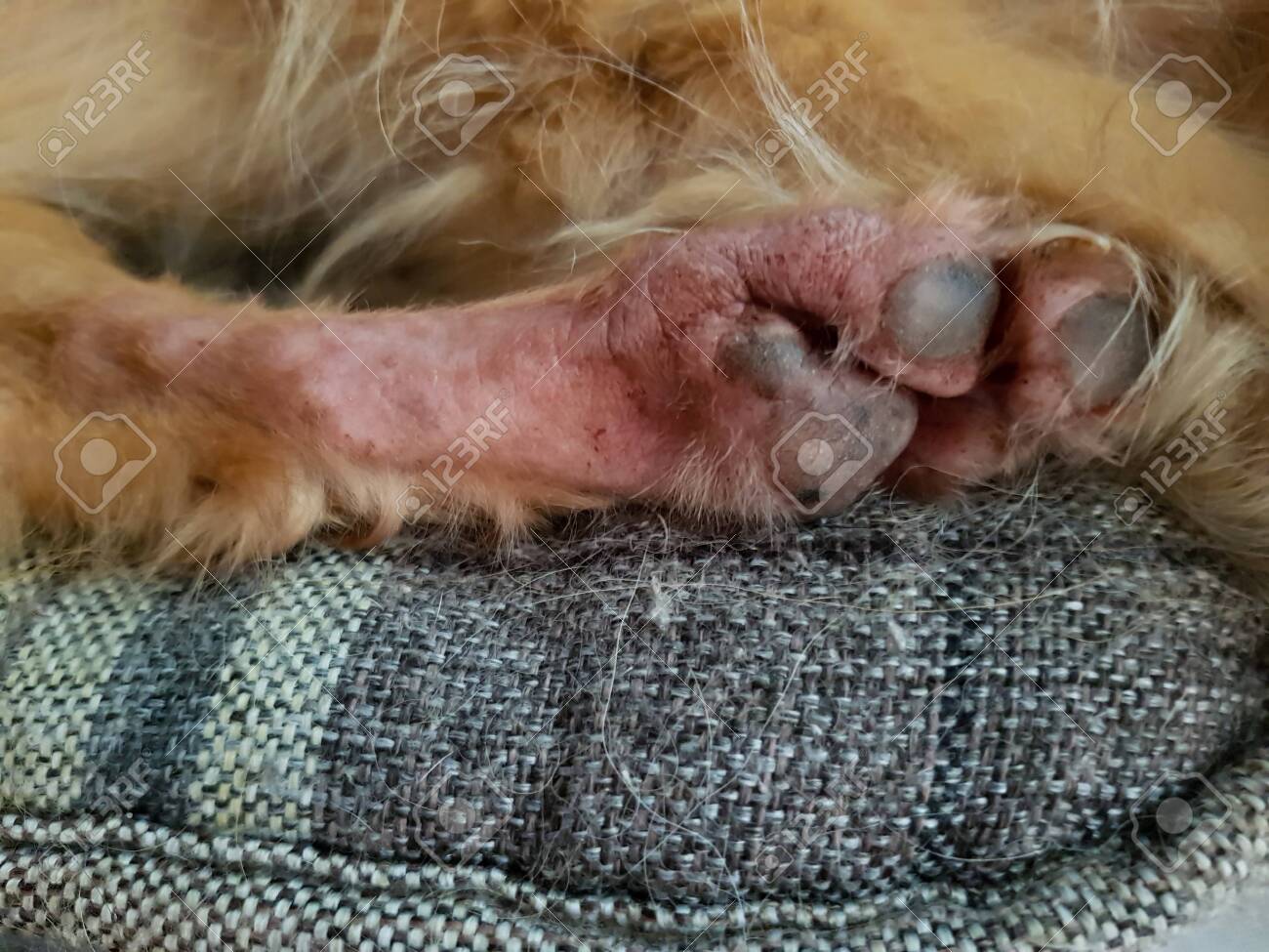 Red Hairless Dog Paw Paw Allergies In Dogs Stock Photo Picture And Royalty Free Image Image 157810405