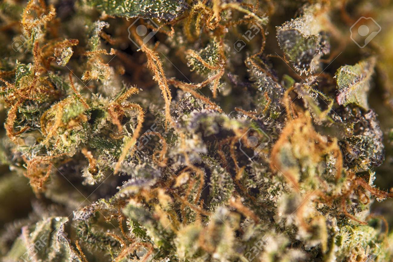 目に見える毛と毛 ロックスター クッシュ マリファナの株から芽の大麻の抽象的なマクロの詳細 の写真素材 画像素材 Image