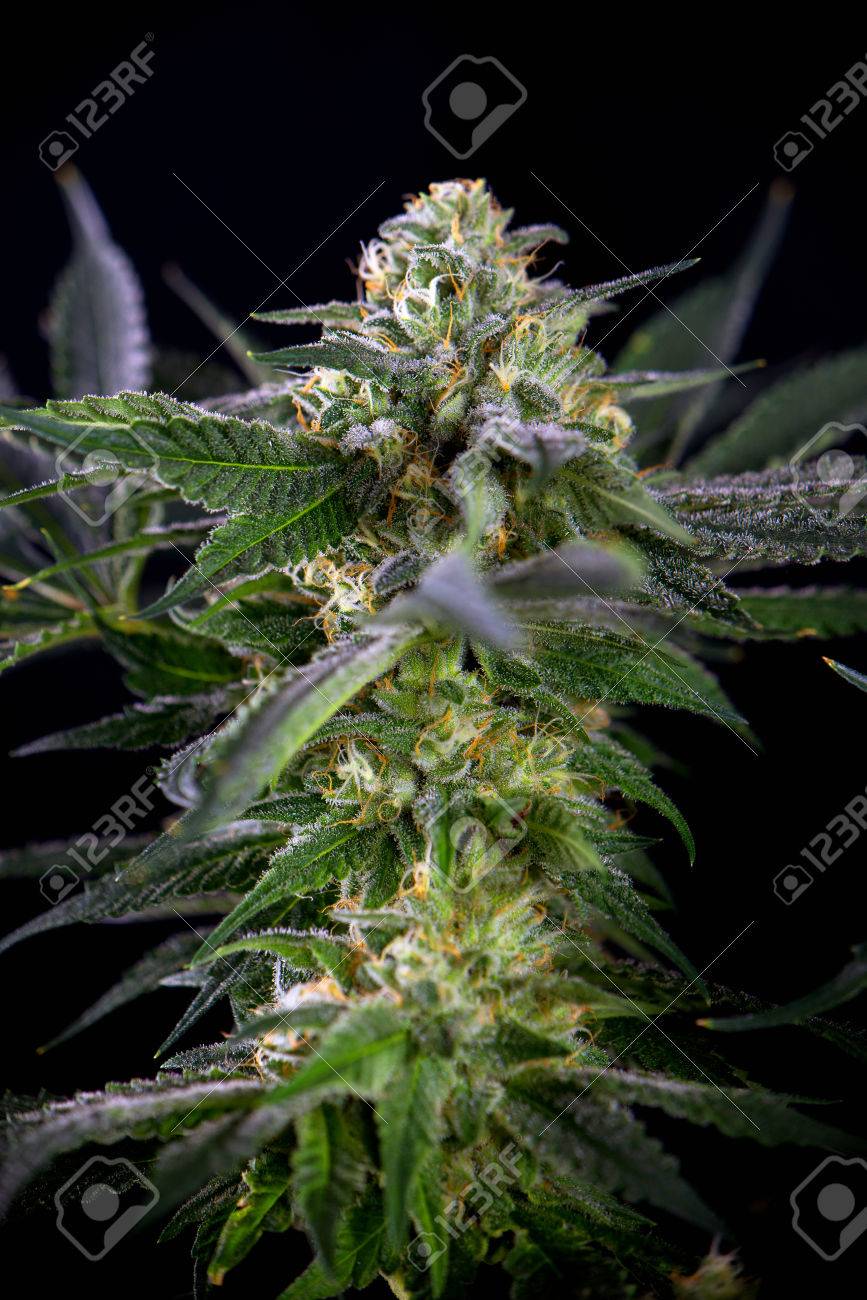 大麻花詳細 Mangolope マリファナ株 目に見える毛と黒い背景に分離した葉を持つ の写真素材 画像素材 Image 大麻花詳細 Mangolope マリファナ株 目に見える毛と黒い背景に分離した葉を持つ の写真素材 画像素材 Image