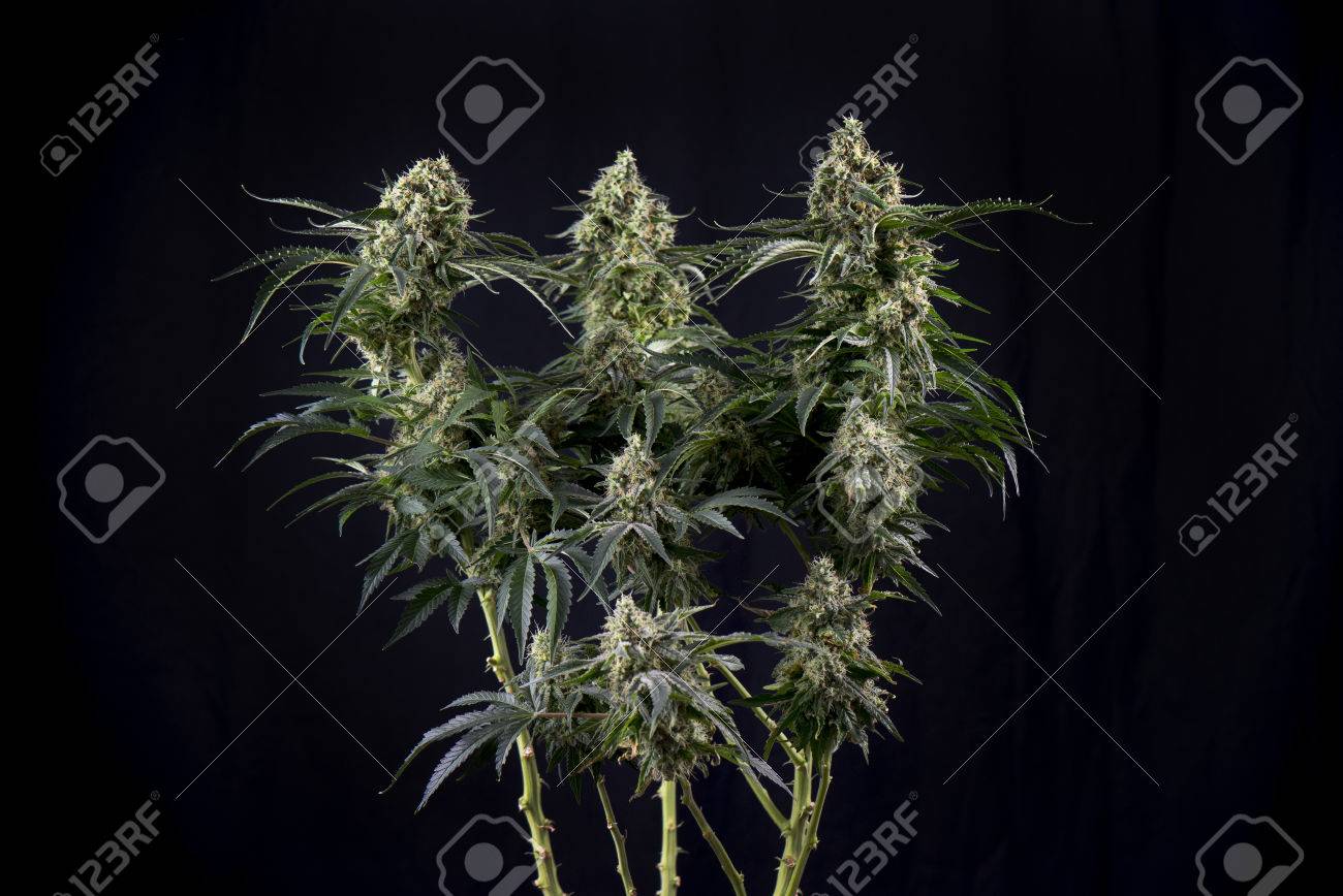 株 大麻