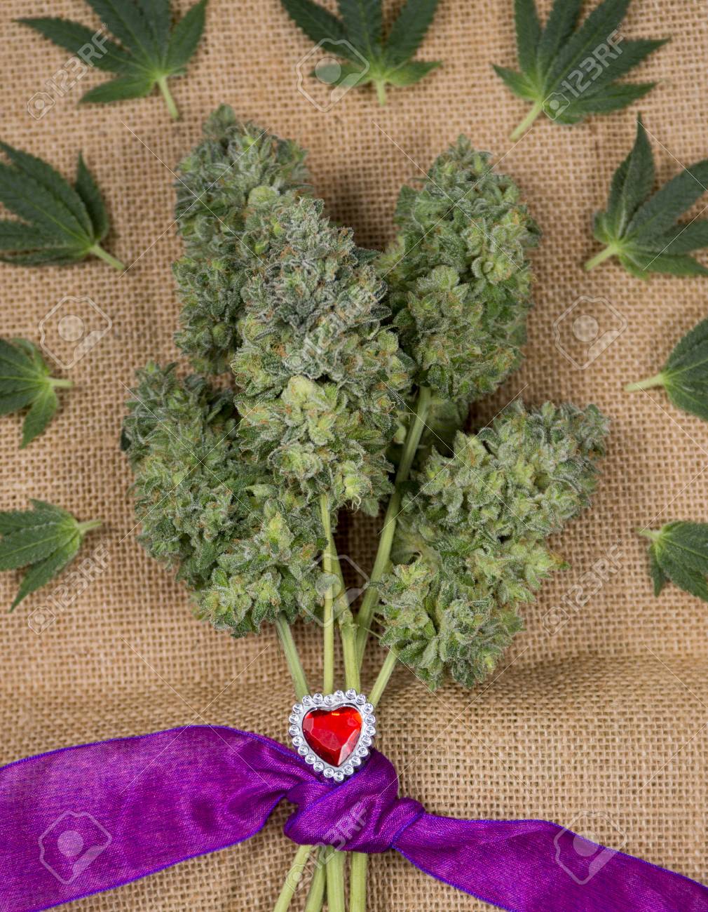 Small Bouquet Of Fresh Cannabis Flowers (Mangolope Marijuana Strain)  Trimmed And Wrapped In Purple Ribbon With Small Sugar Leaves Over Burlap  Background Stock Photo, Picture and Royalty Free Image. Image 74002698., image size:1010x1300