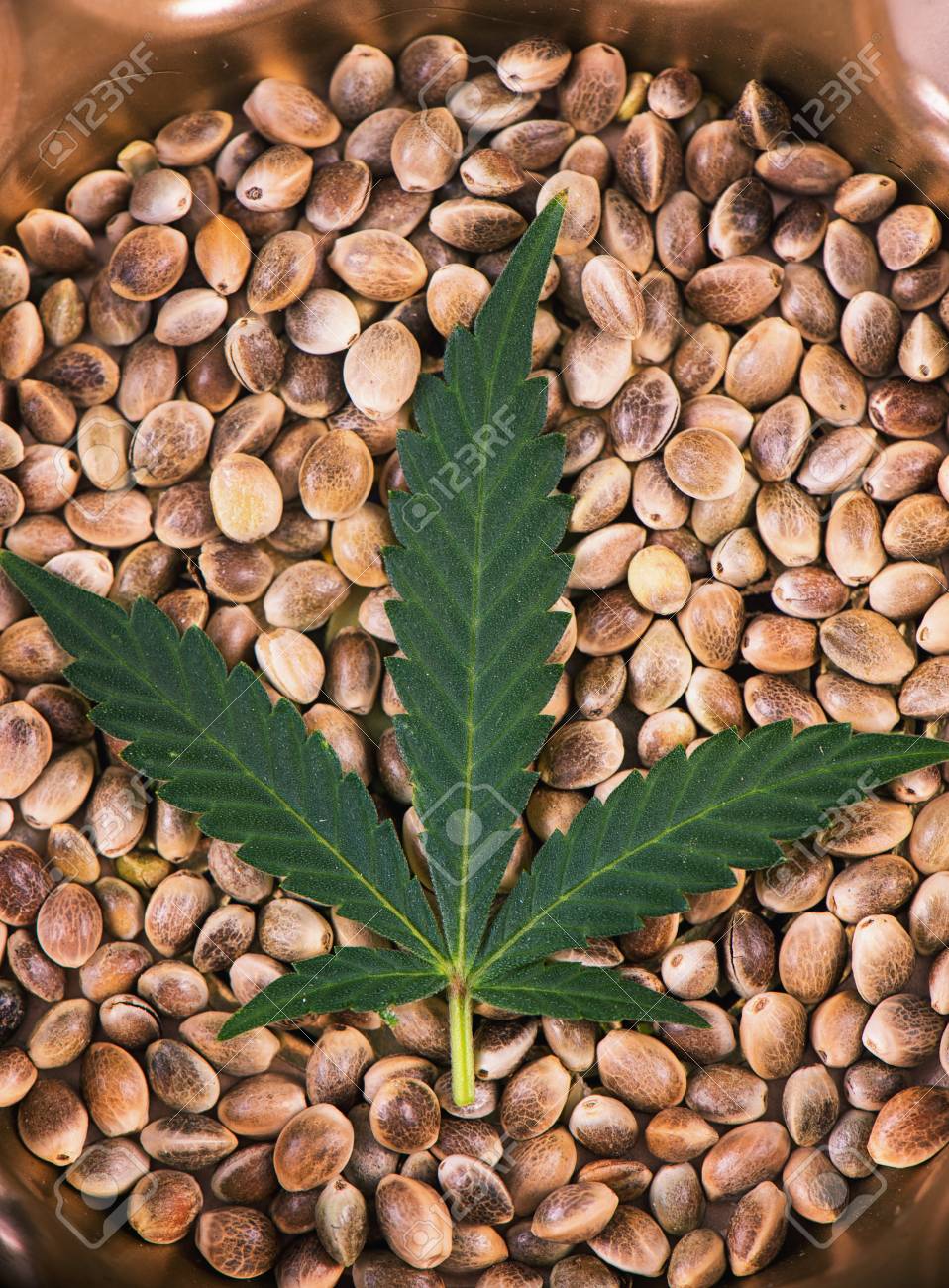 Image result for marijuana seeds