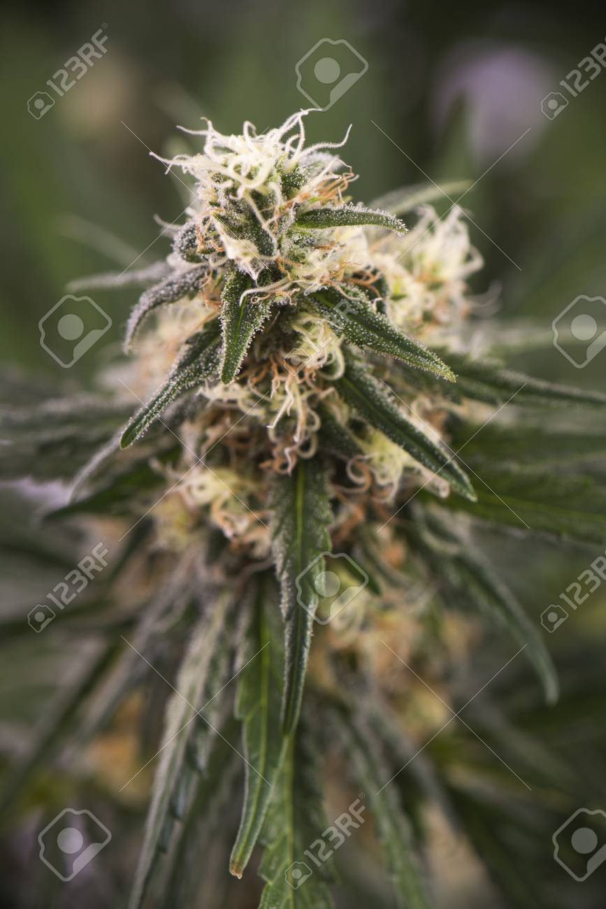 大麻の花 Ruassian 人形マリファナ株 で目に見える毛と葉開花後期 医療用マリファナの概念上のマクロの詳細 の写真素材 画像素材 Image 大麻の花 Ruassian 人形マリファナ株 で目に見える毛と葉開花後期 医療用マリファナの概念上のマクロの詳細 の写真素材 画像素材 Image