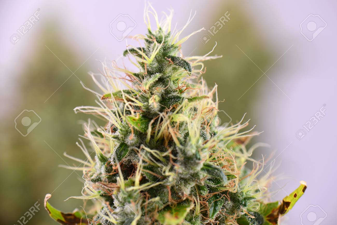 サワーディーゼル Apsmo Edu Au