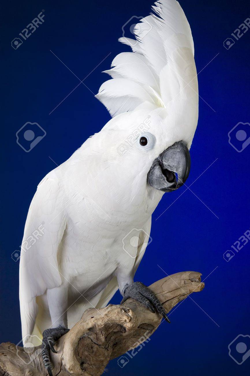 White Umbrella Cockatoo Portrait Over Blue And Black Background Stock  Photo, Picture And Royalty Free Image. Image 2028381.