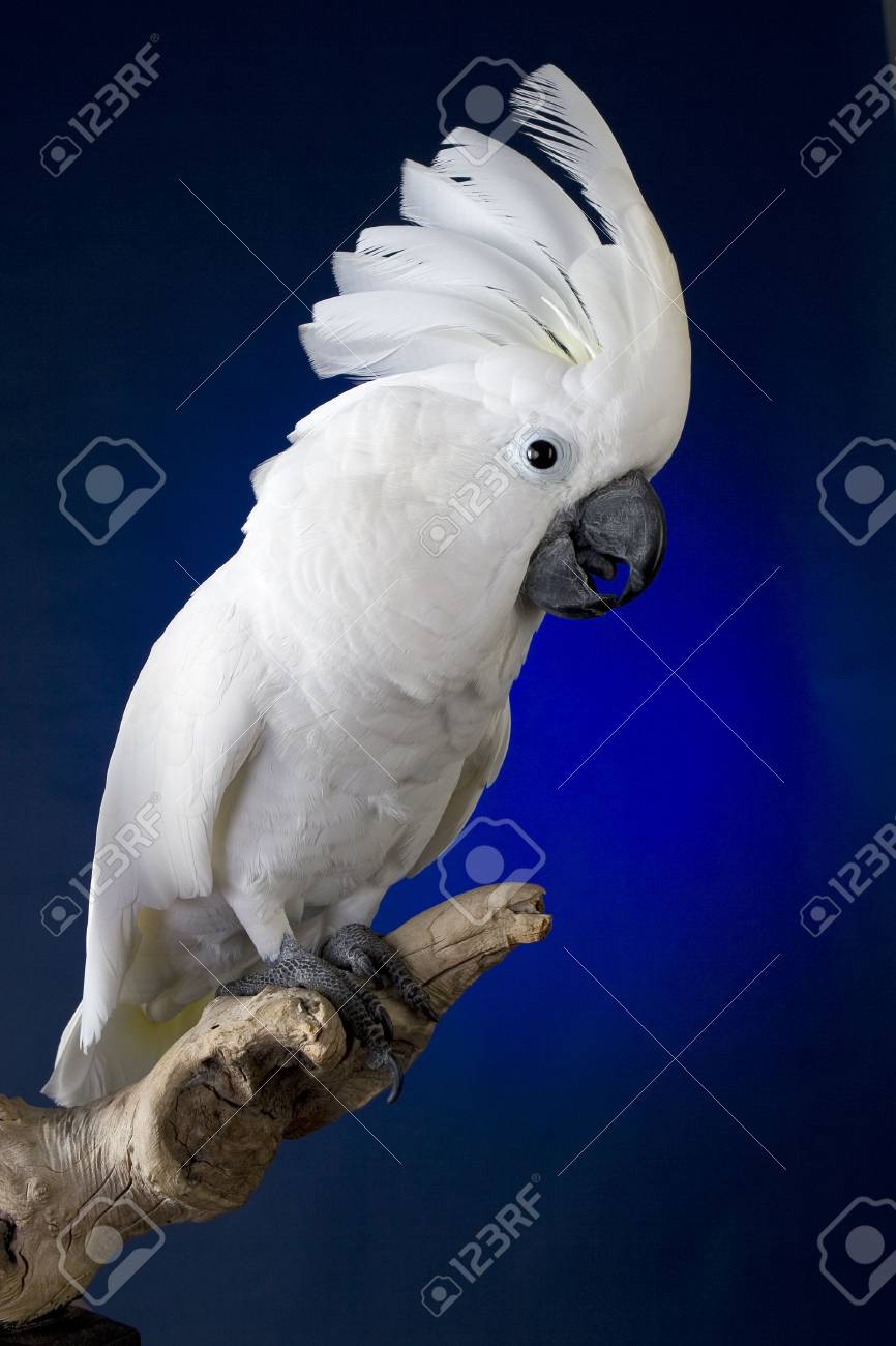 Blanco Paraguas Cacatúa Retrato Sobre Negro Y Azul Fotos, Retratos, Imágenes Y Fotografía Archivo Libres De Derecho. 2222738.