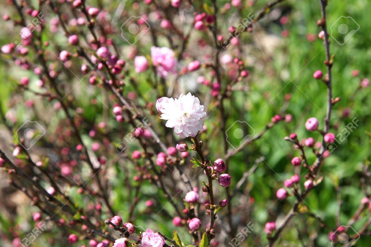 Att インスペクター これらのいずれかを持っていません サクラ属のアーモンド 観賞用低木を開花部門クラス モクレン Magnoliophyta 注文ロサレス バラ科 バラ科 のピンクおよび白い二重の花 の写真素材 画像素材 Image