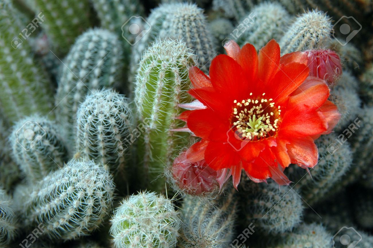 オレンジとピンクのサボテン 多肉植物 花サボテン 淡いオレンジ×ピンク