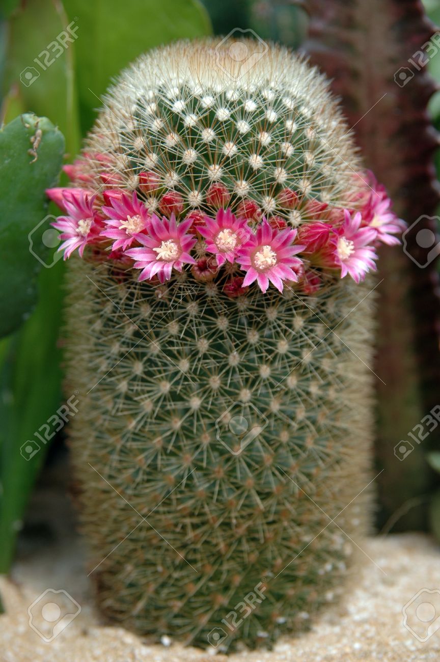 The cactus blooms - what kind is it The cactus blooms - what kind is it