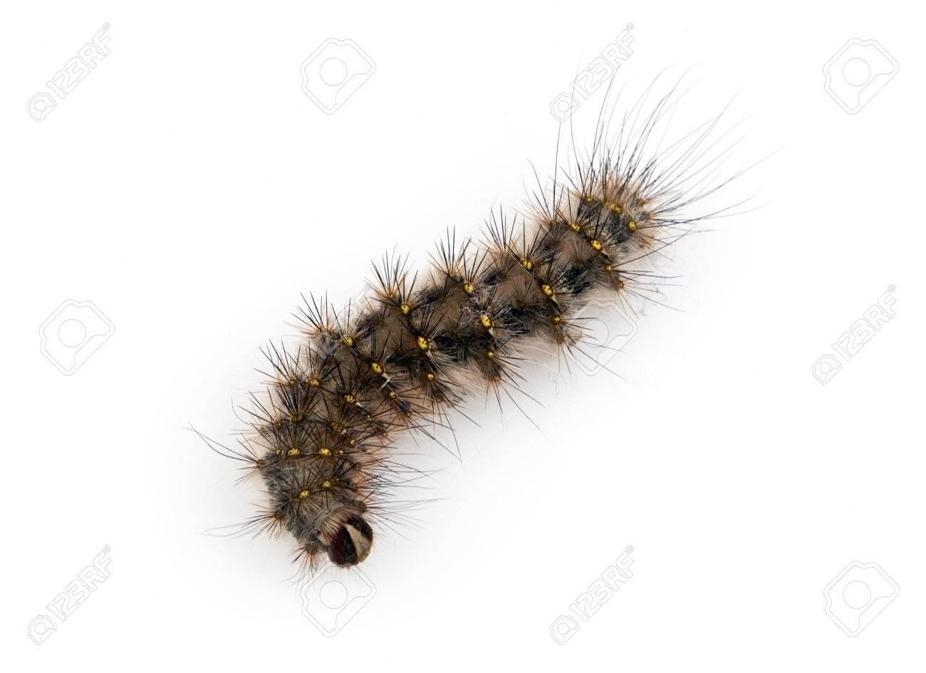 black caterpillar hairy Black caterpillar hairy