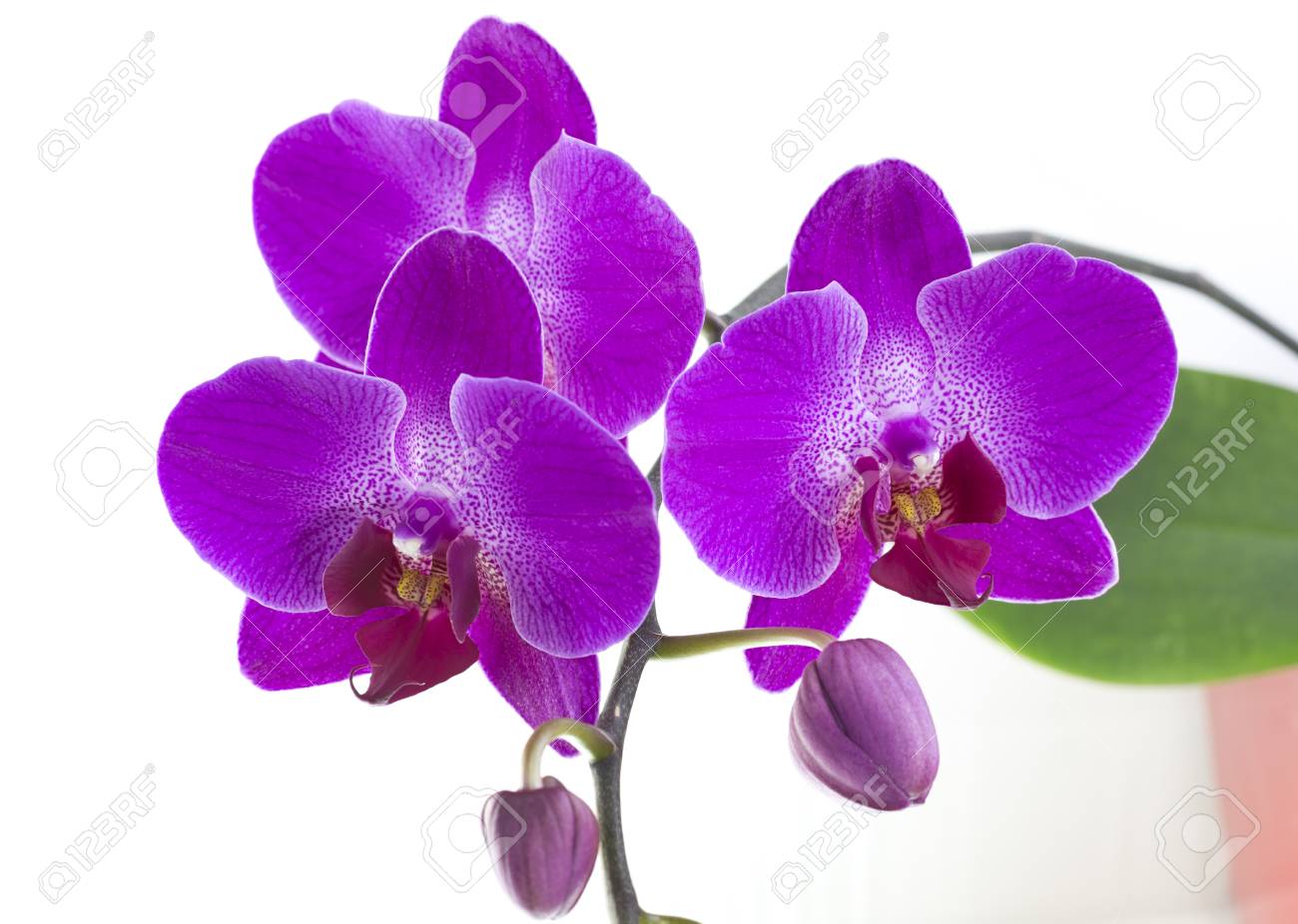 ラン科植物 顕花植物の多様かつ広範な科に属する紫色の蘭の花 の写真素材 画像素材 Image