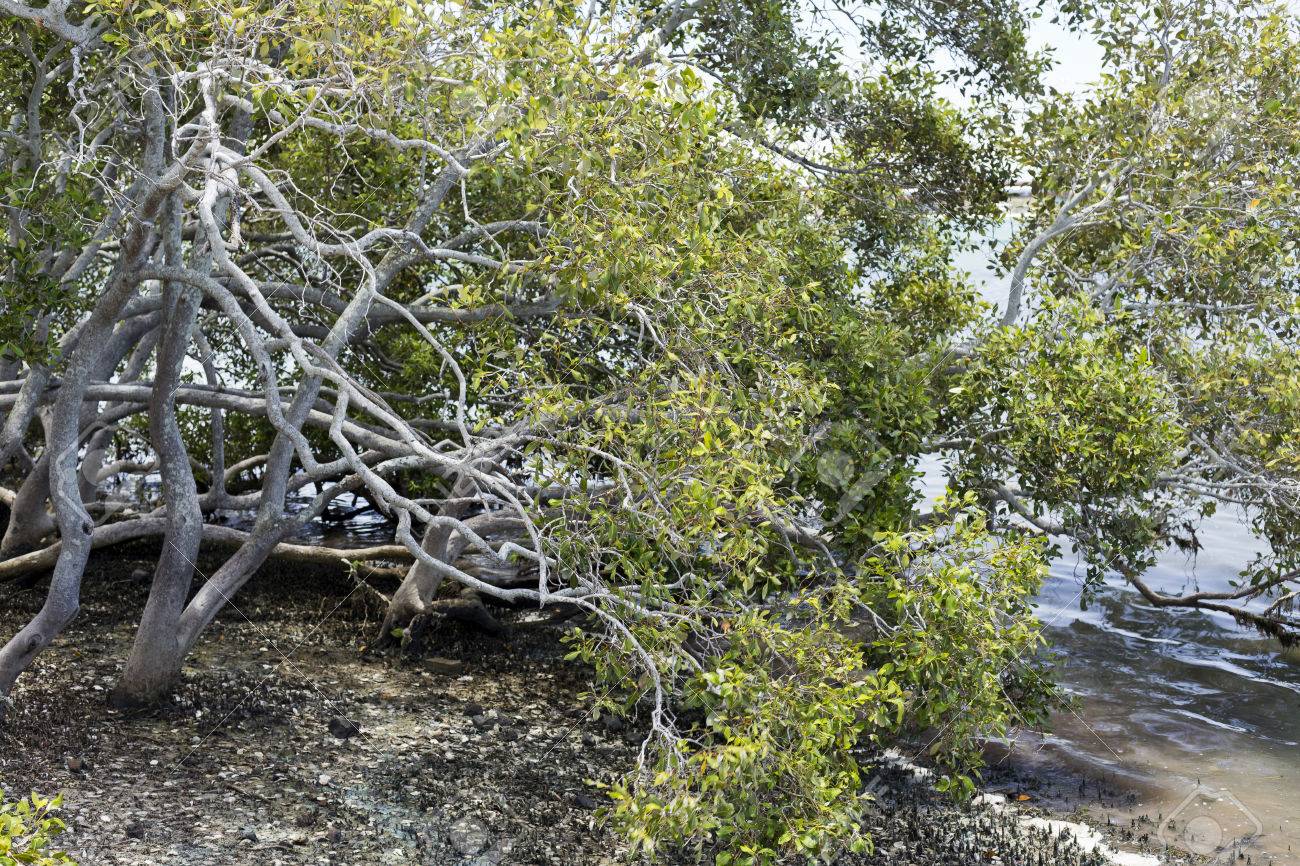 mangroves are salt tolerant shrubs or small trees also called salt tolerant trees