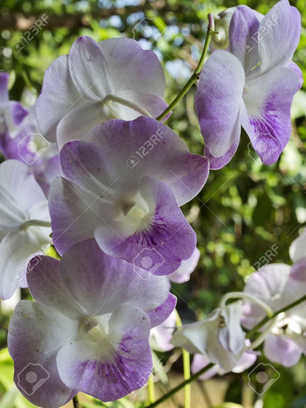 ラン科植物 顕花植物の多様かつ広範な家族に属している一般的なタイ紫蘭の花 の写真素材 画像素材 Image