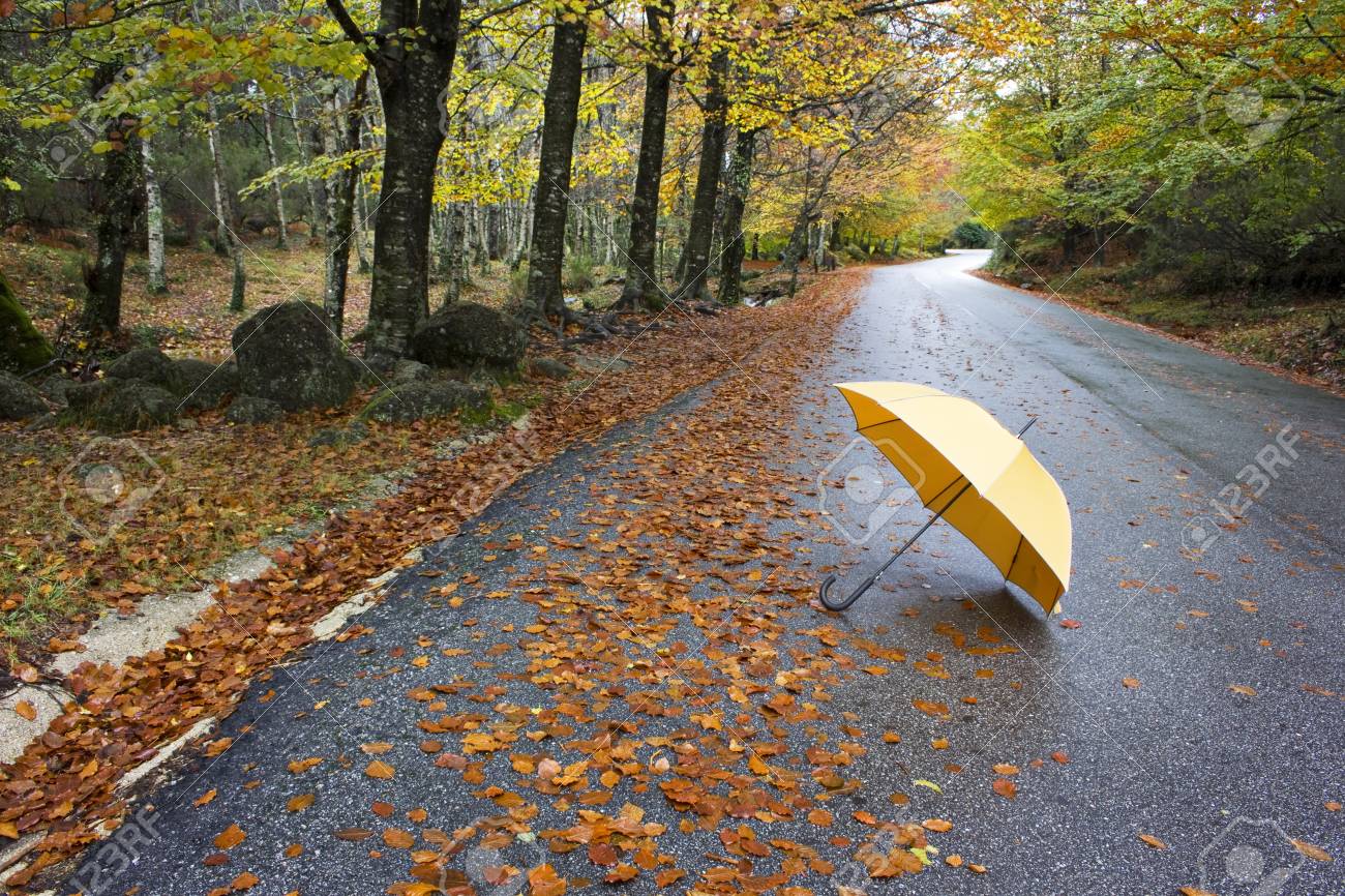 árboles De De Colores Y Paraguas En Un Camino De Liquidación Fotos, Retratos, Imágenes Y Fotografía De Archivo Libres Derecho. 24975584.