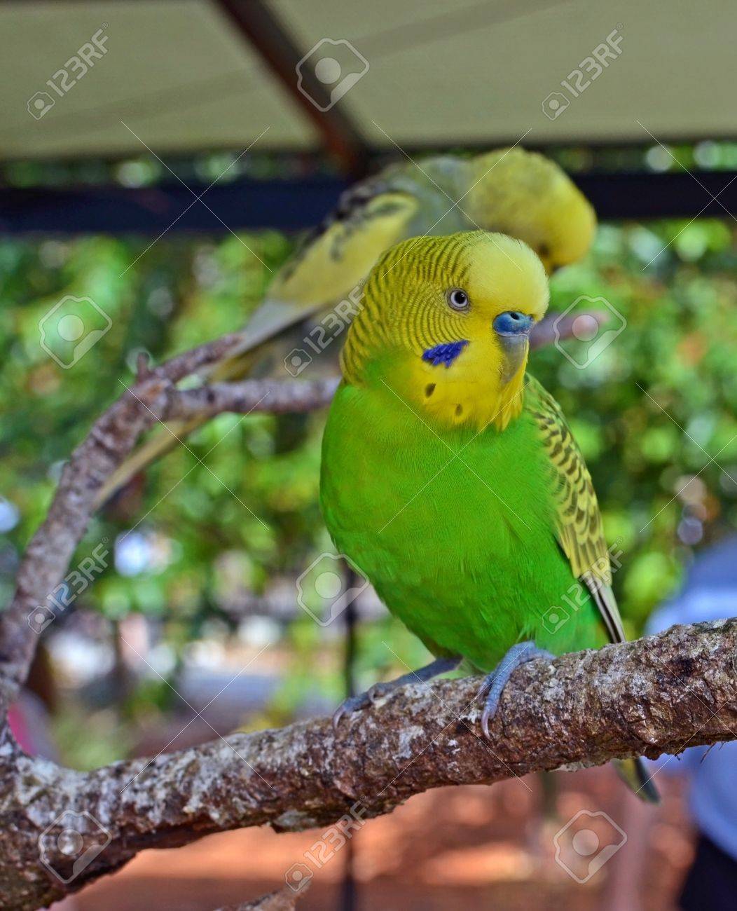 南東のフロリダの木の大枝で休んで黄色と緑のセキセイインコ の写真素材 画像素材 Image