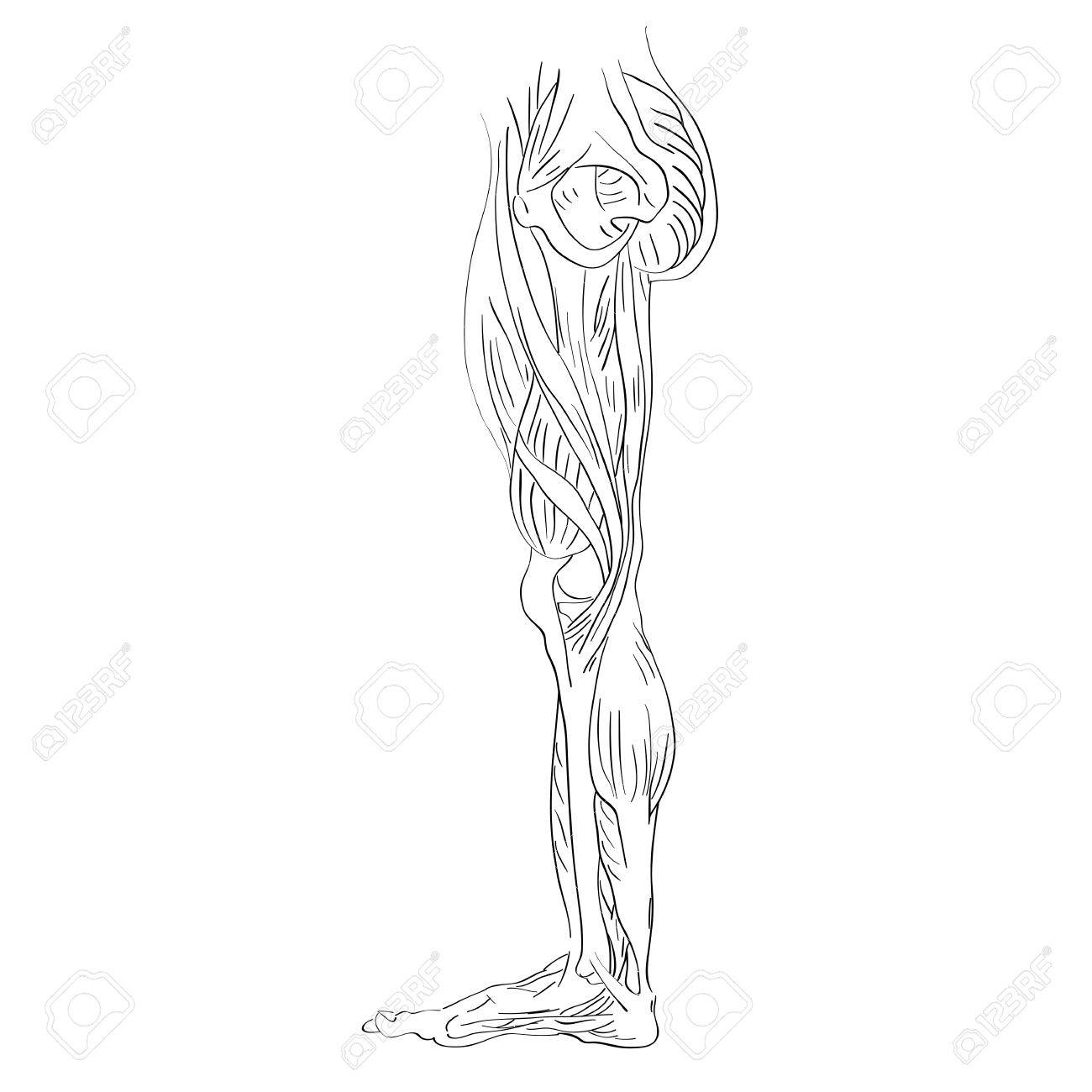 Musculos de las piernas dibujo blanco