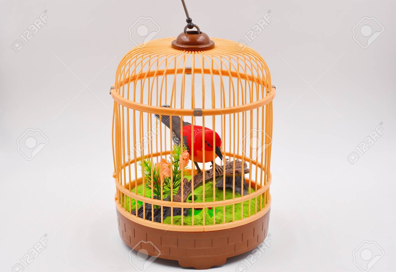 bird in bird cage