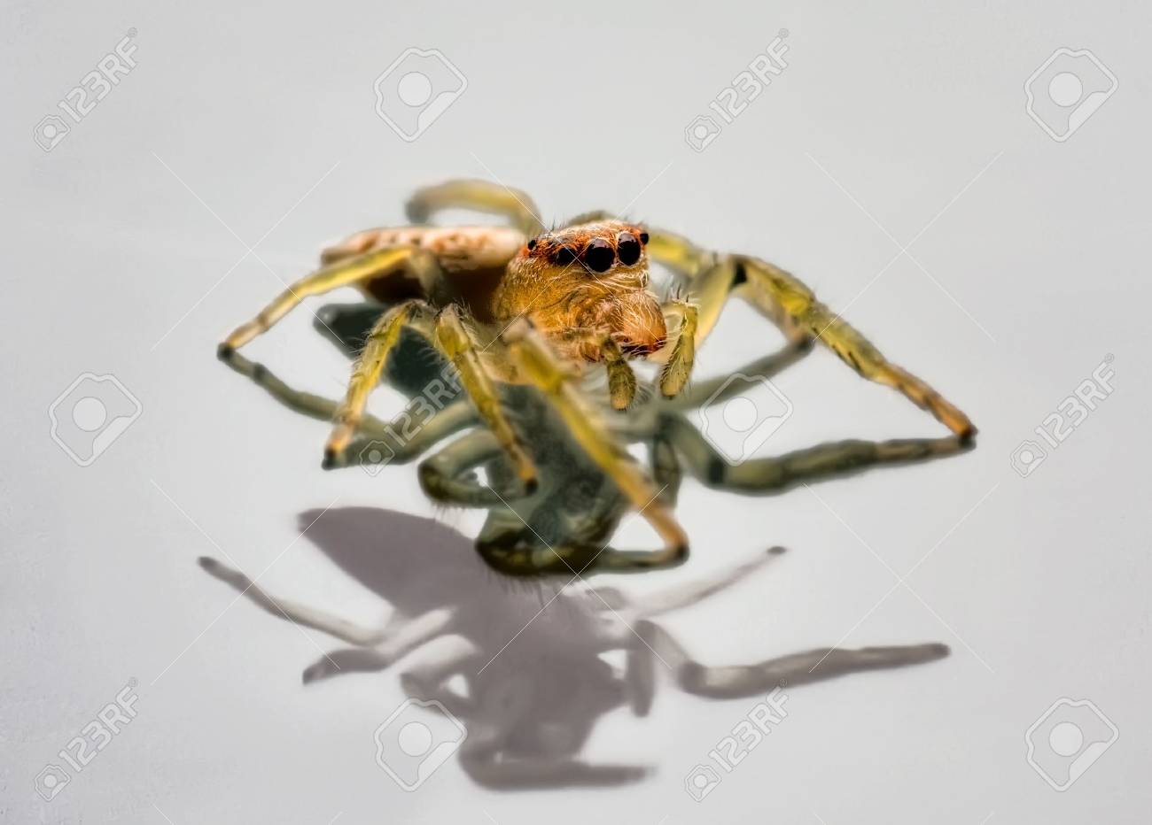 etiam-dictum-ipsum-a-felis